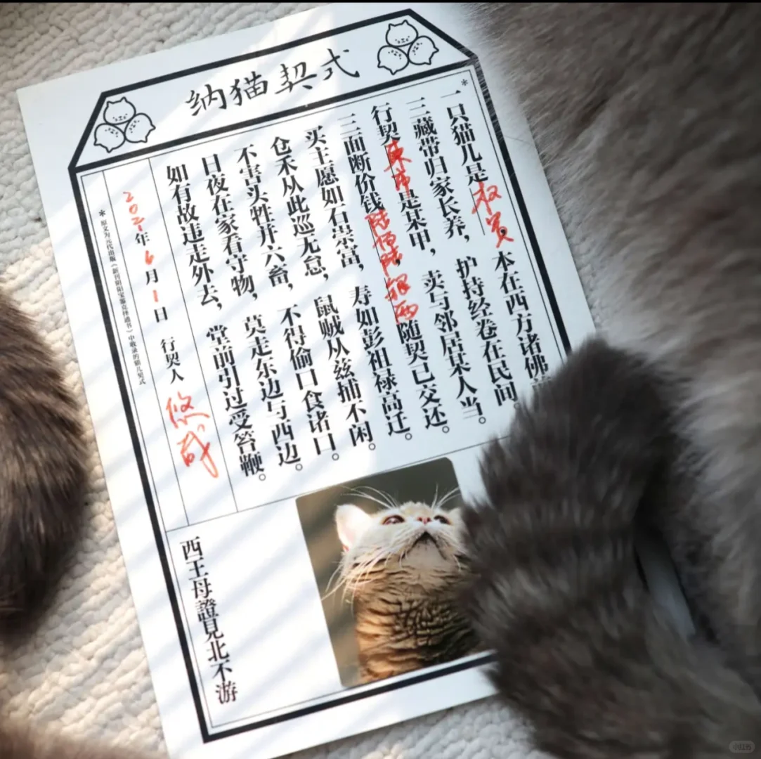 🐾谁懂啊！古人“聘猫”仪式被还原，太有仪式感
