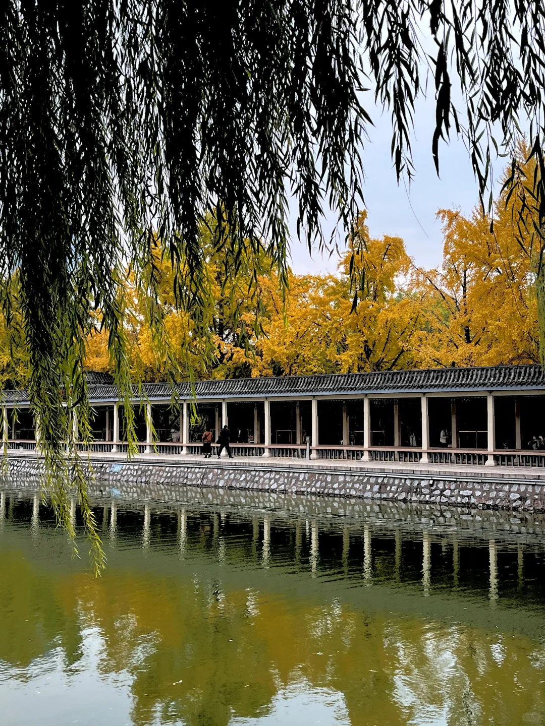 丛台公园 银杏树 午休遛弯放松