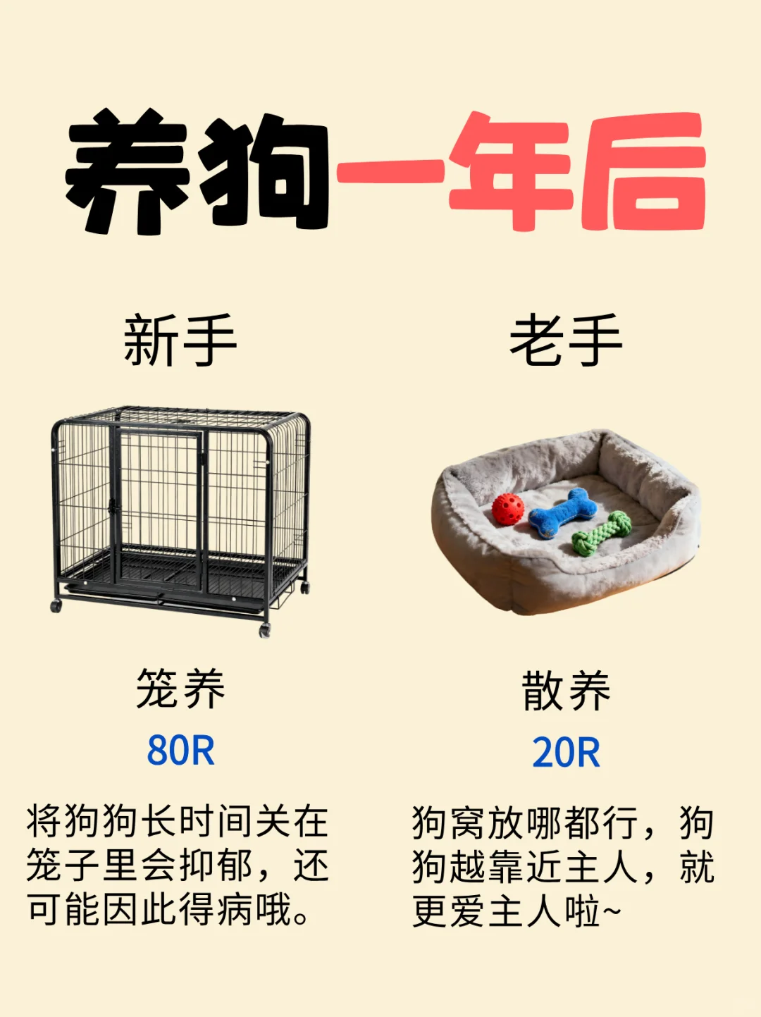 新手养狗平替指南 | 月薪3k也能精致养狗❗