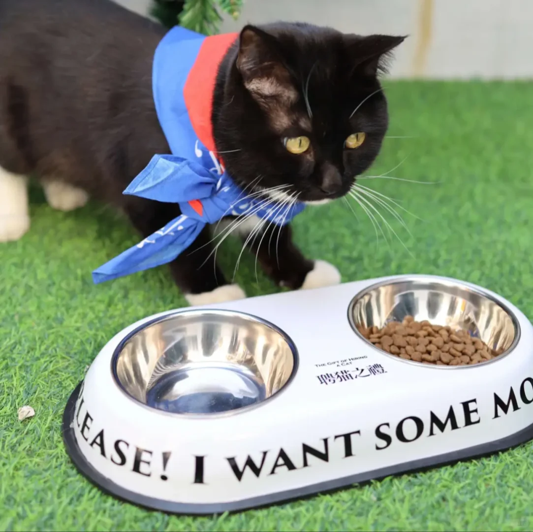 🐾谁懂啊！古人“聘猫”仪式被还原，太有仪式感