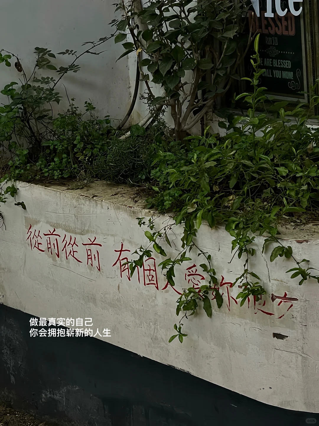 朋友圈plog/“被五险一金困住的自由灵魂”