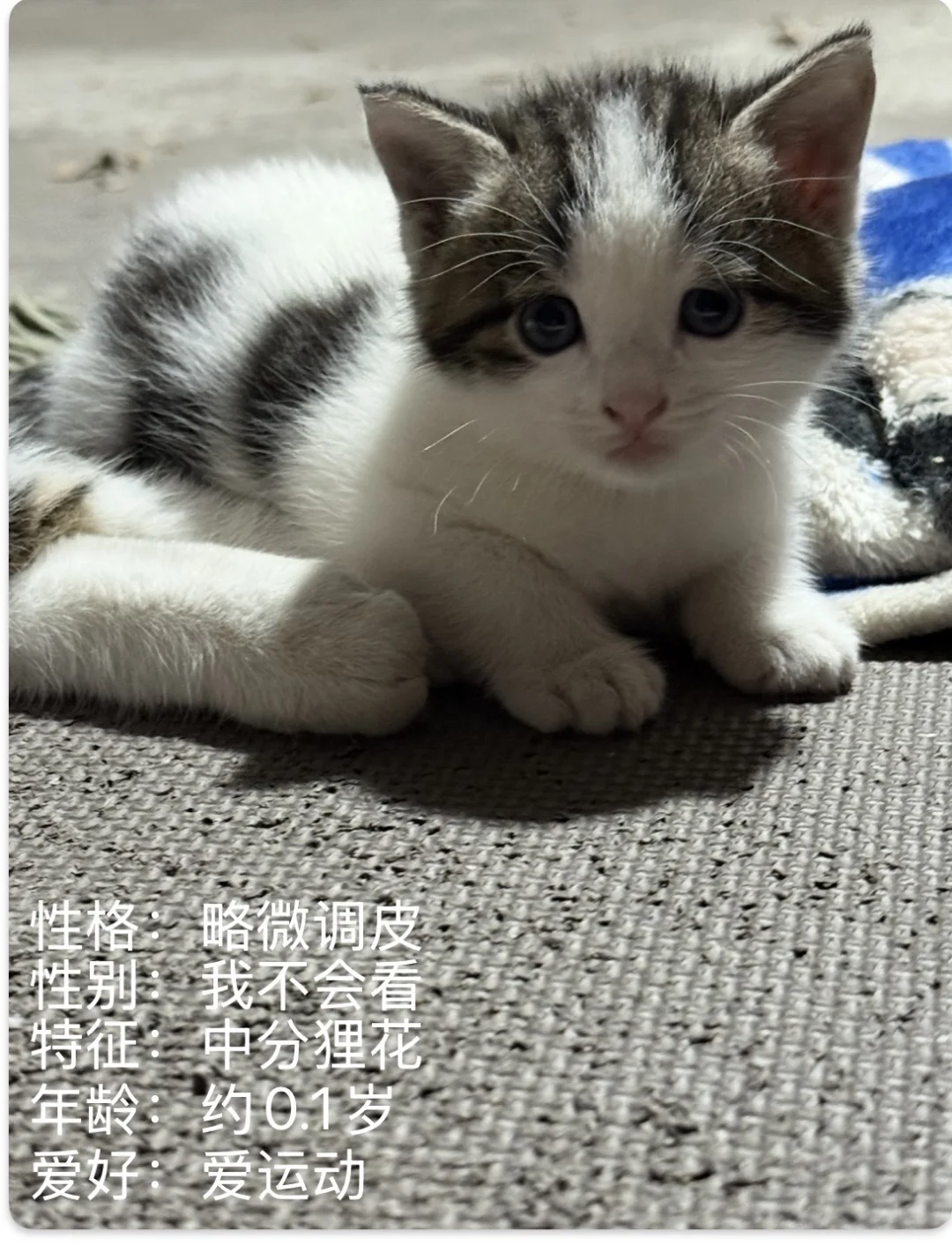 可有家住毕节的姑娘中意此狸奴