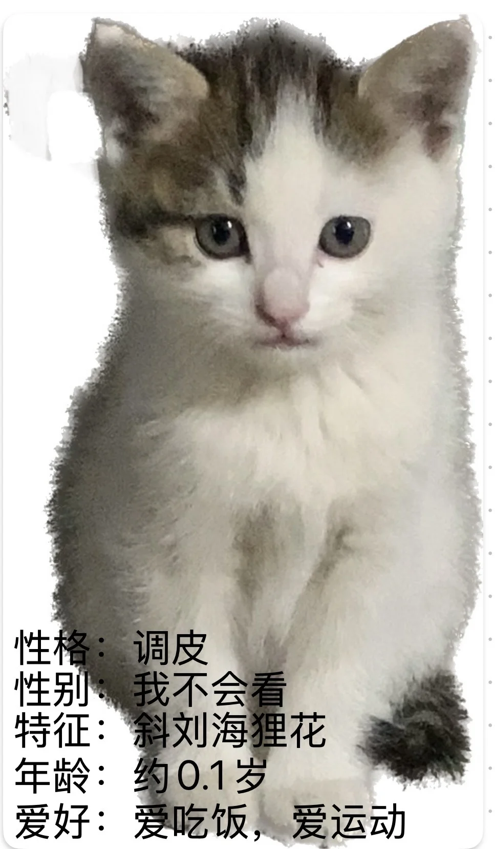 可有家住毕节的姑娘中意此狸奴