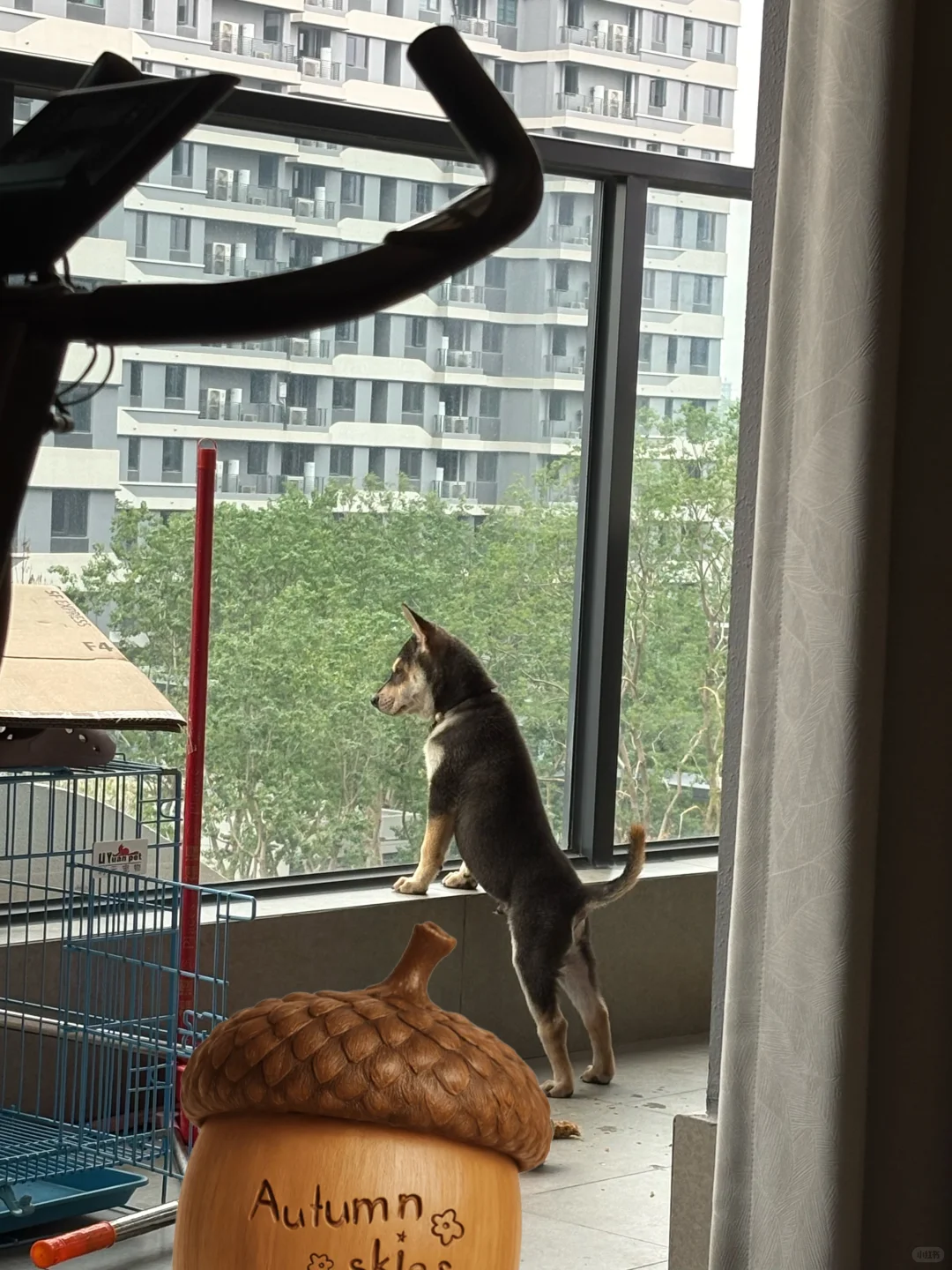 求职避坑：（1）关于鸡巴龙为啥叫鸡巴龙