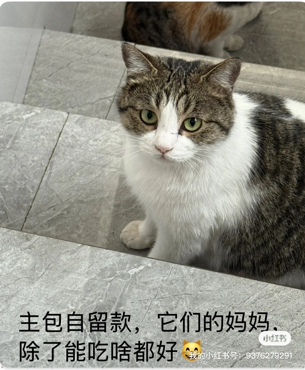 可有家住毕节的姑娘中意此狸奴