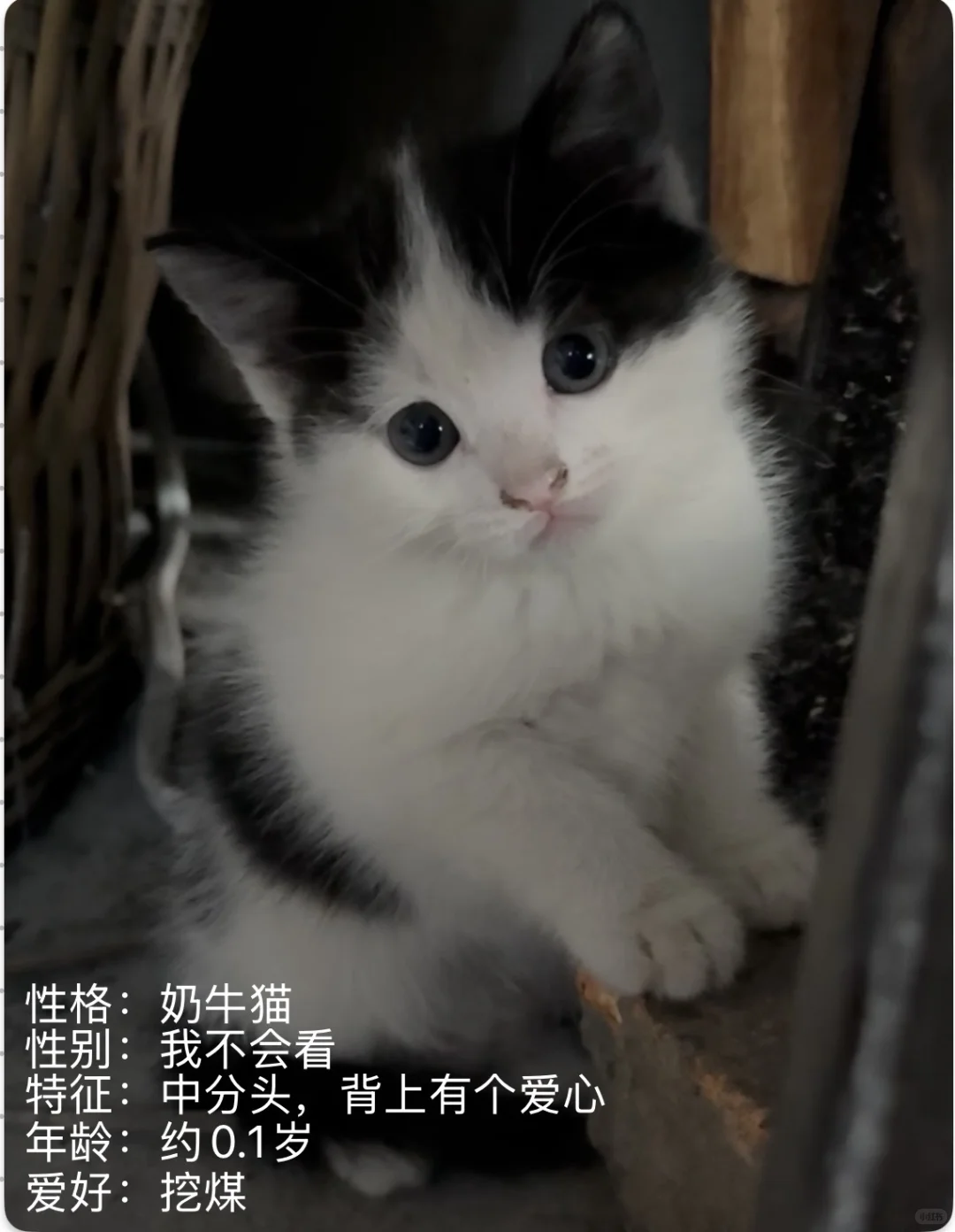 可有家住毕节的姑娘中意此狸奴