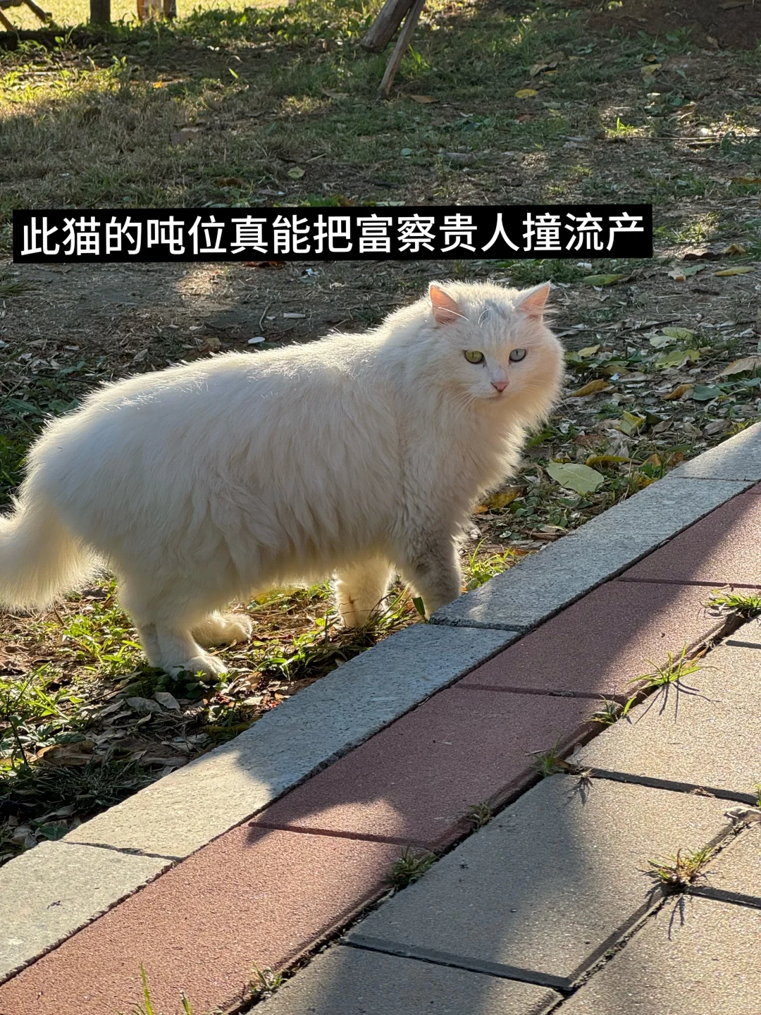 十月对我开炮了。