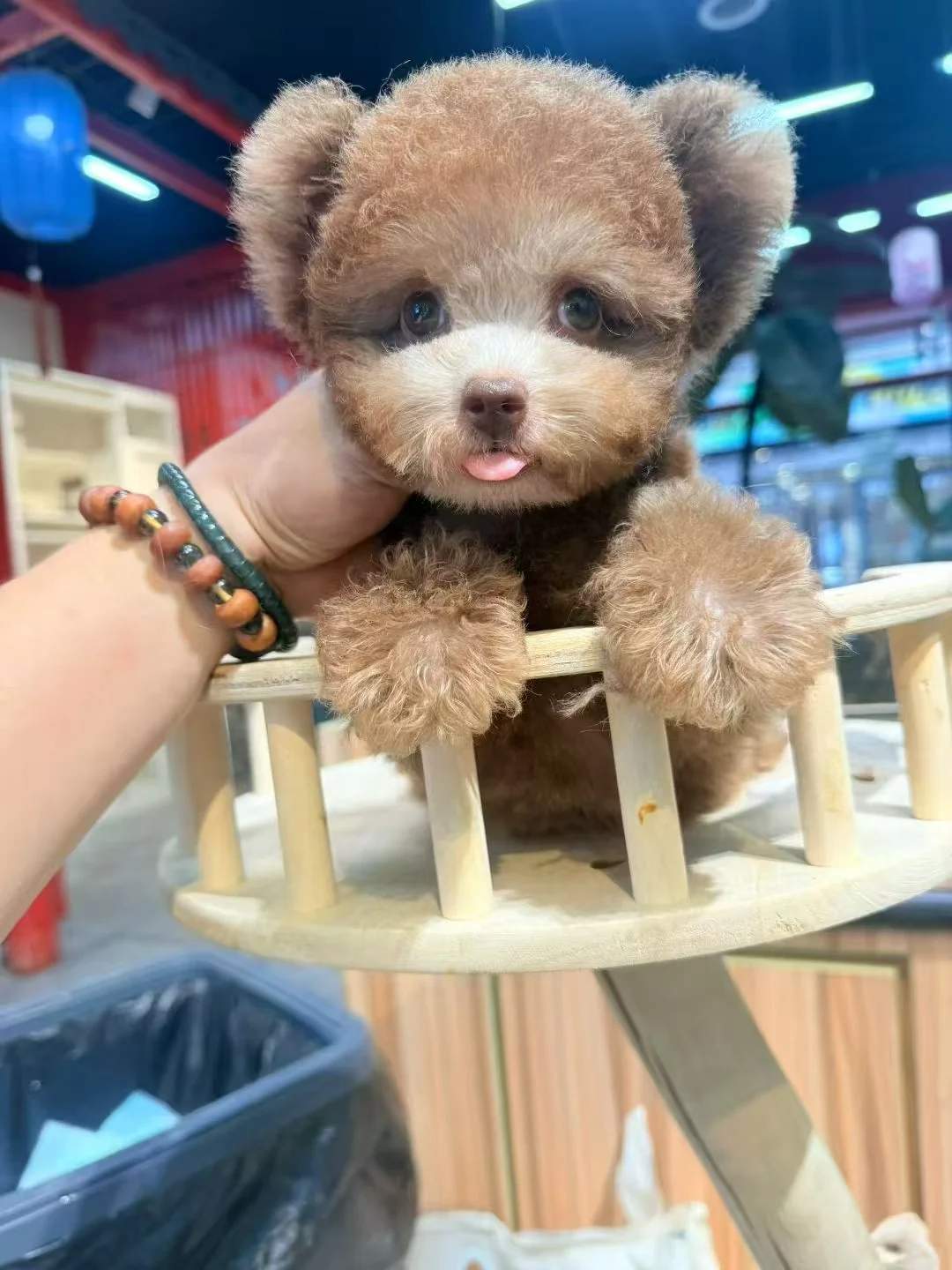 集美宠物店招聘主播 店员