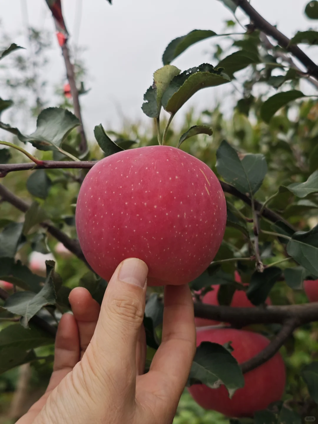苹果开园啦，快来尝尝吧