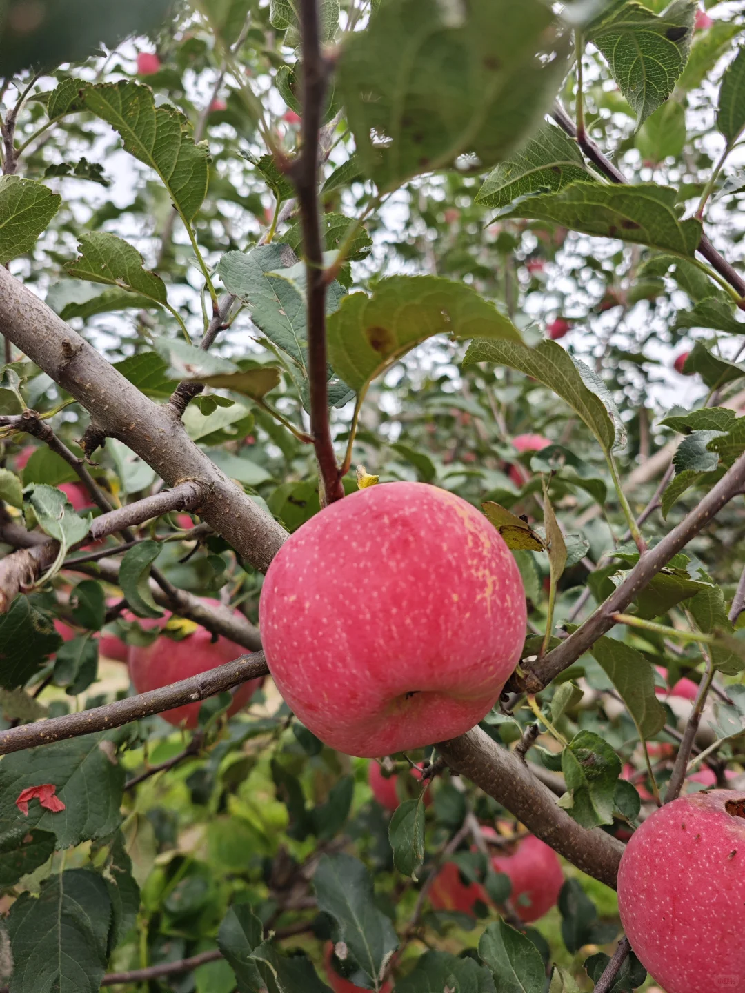 苹果开园啦，快来尝尝吧