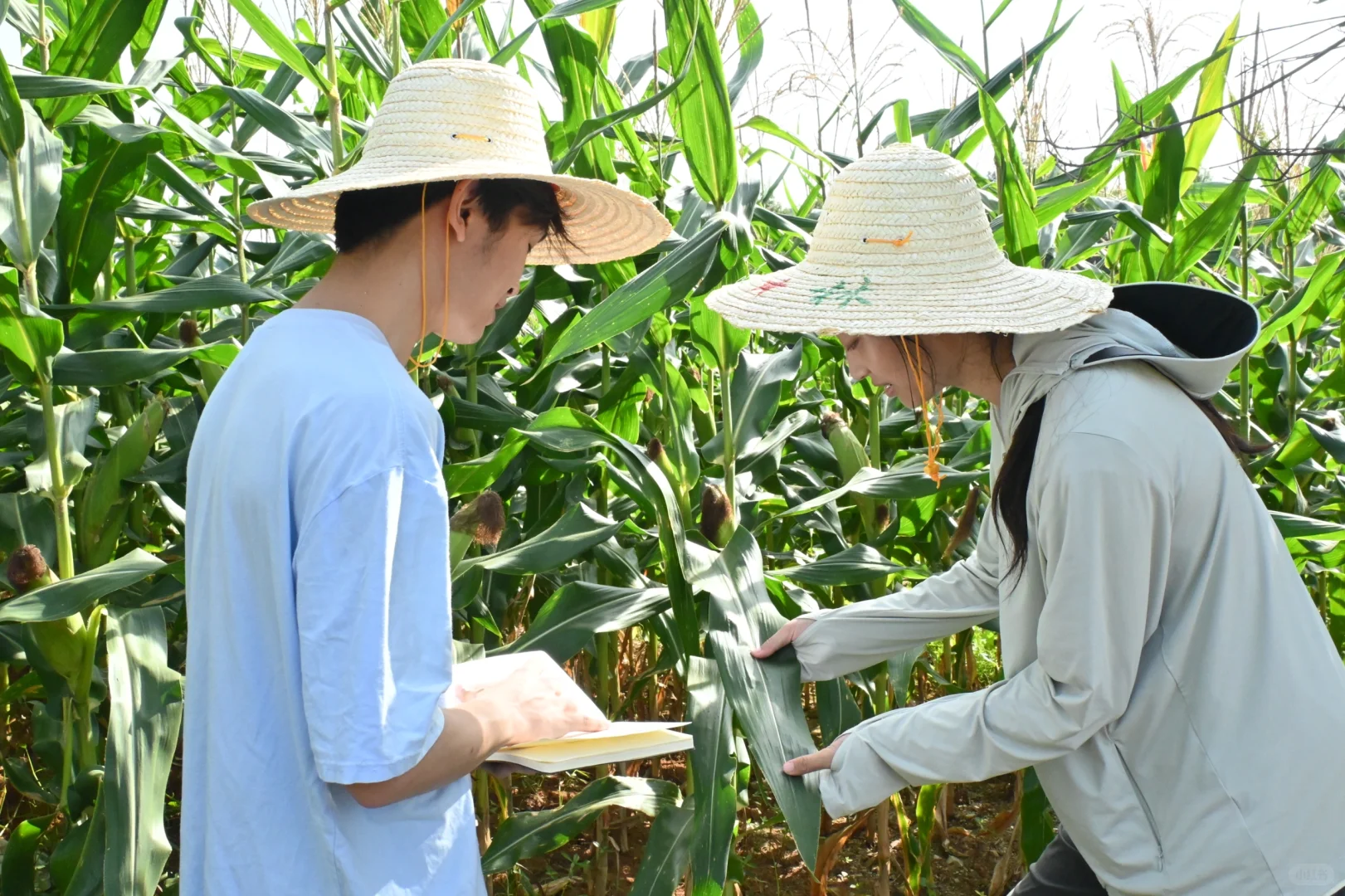 笃行“三农”政策，助力乡村振兴