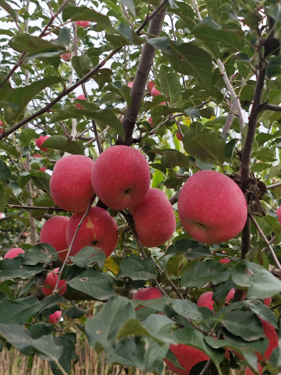 苹果开园啦，快来尝尝吧
