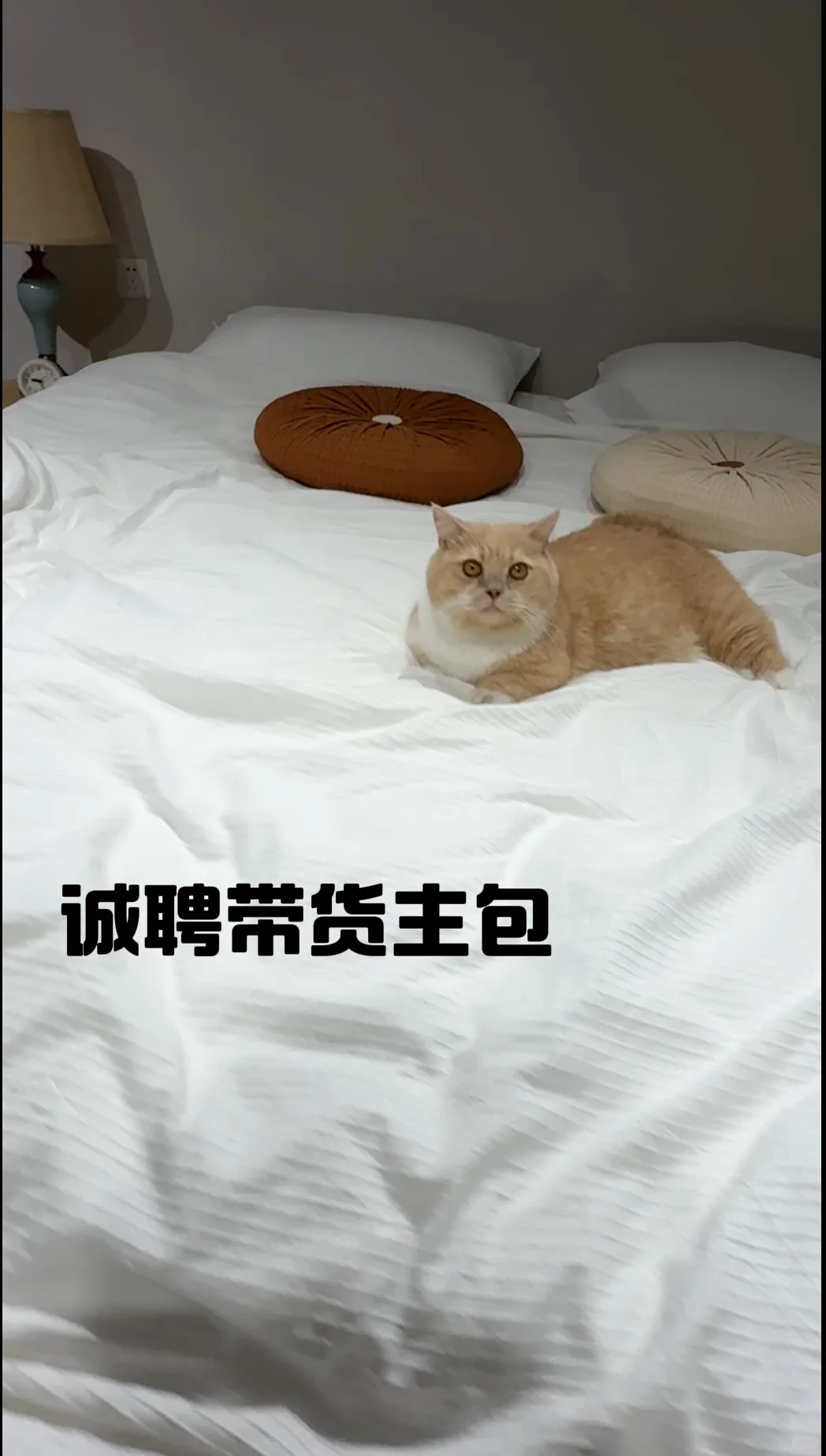 诚意招聘 小家电带货主包🙋🏻‍♀️