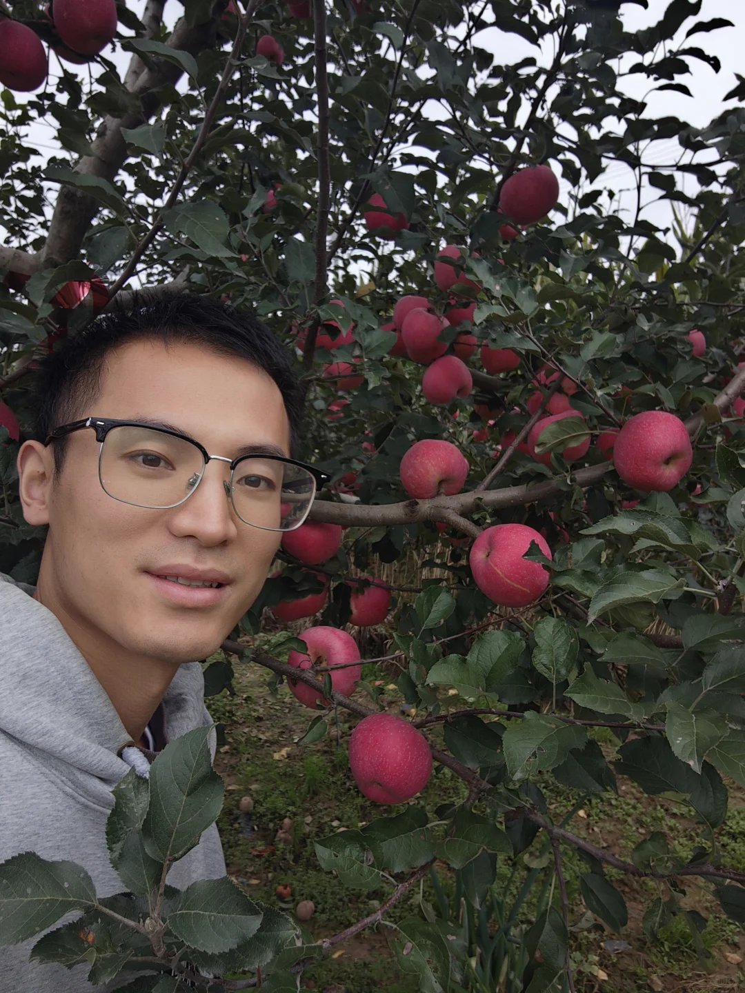 苹果开园啦，快来尝尝吧