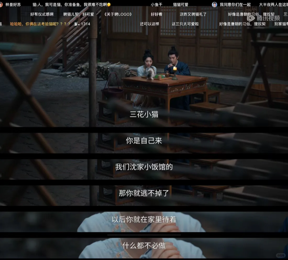 聘猫礼也太可爱了叭！！