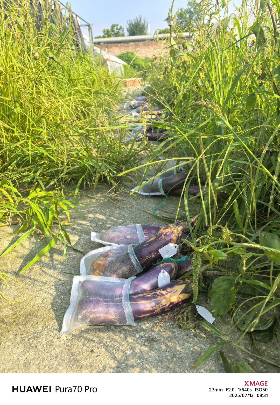 农科院＝农村