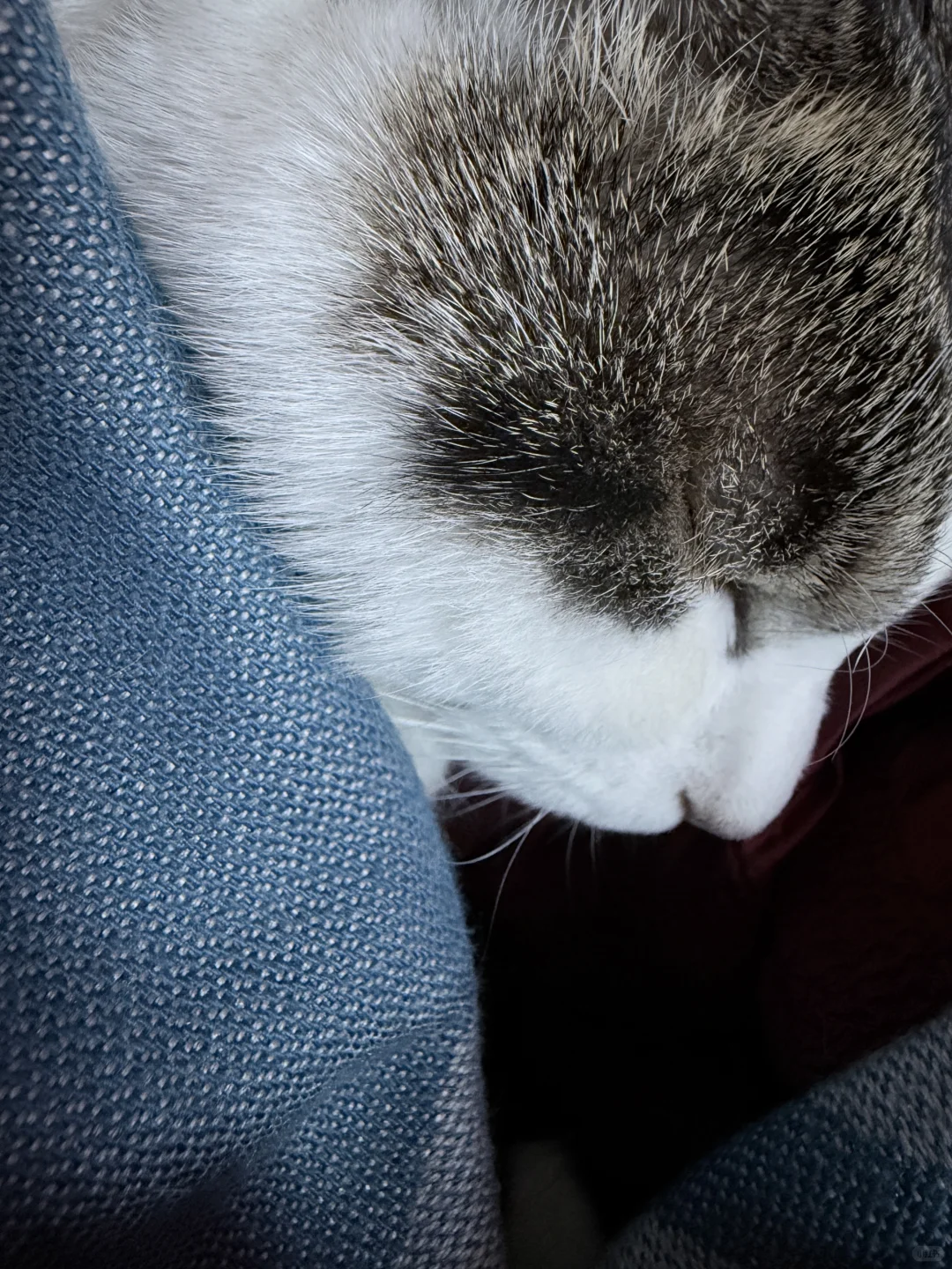 聘猫书～你是另一个世界的我，只希望你能健康
