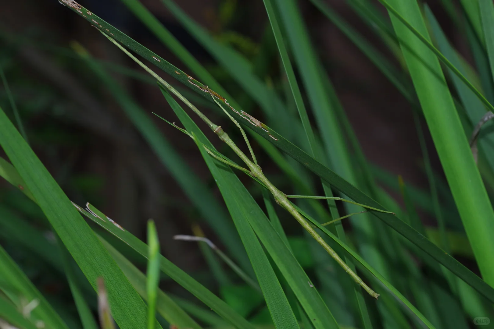 野外植物调查队员求招募！（我并非招聘者）