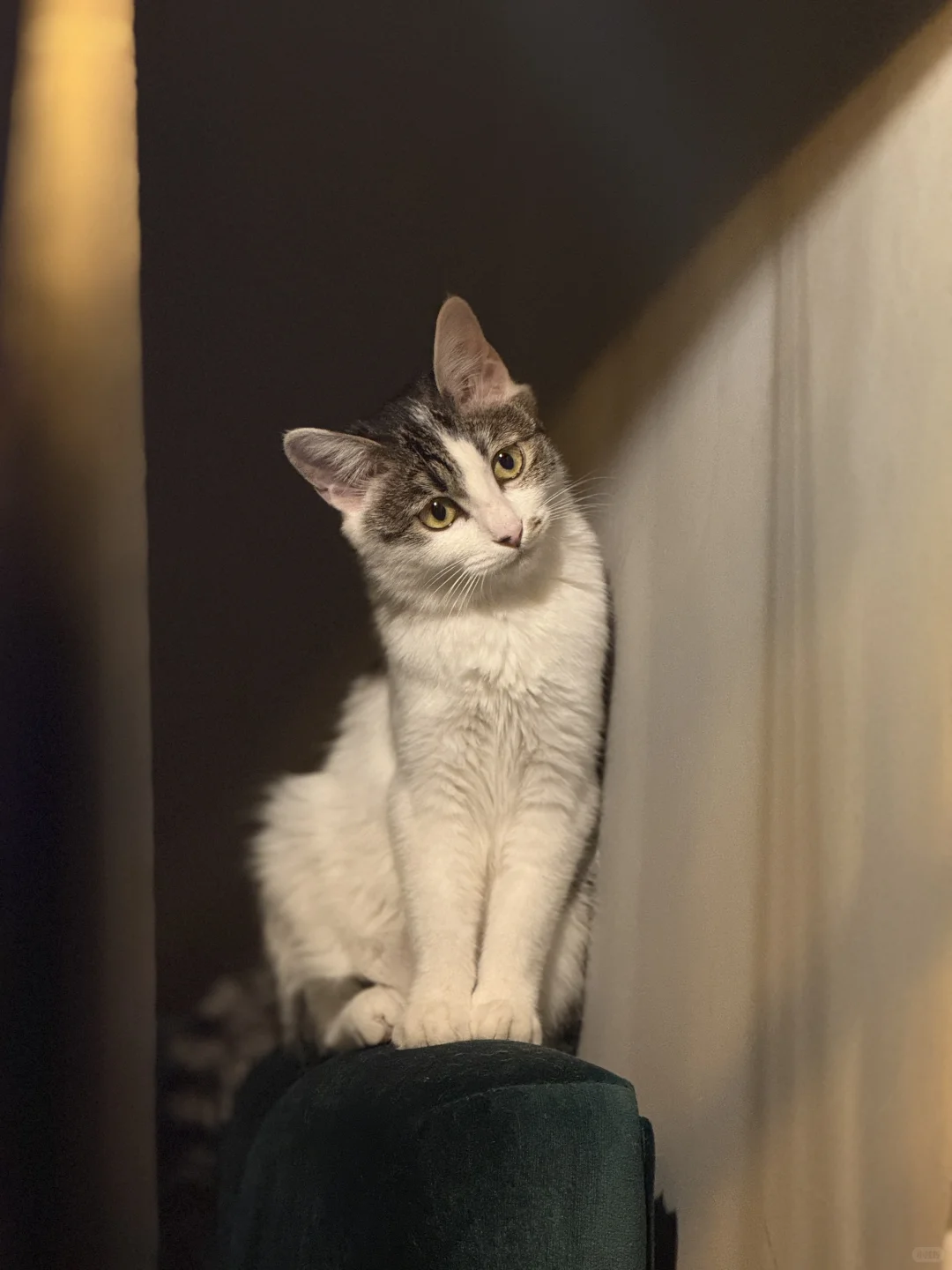 聘猫书～你是另一个世界的我，只希望你能健康