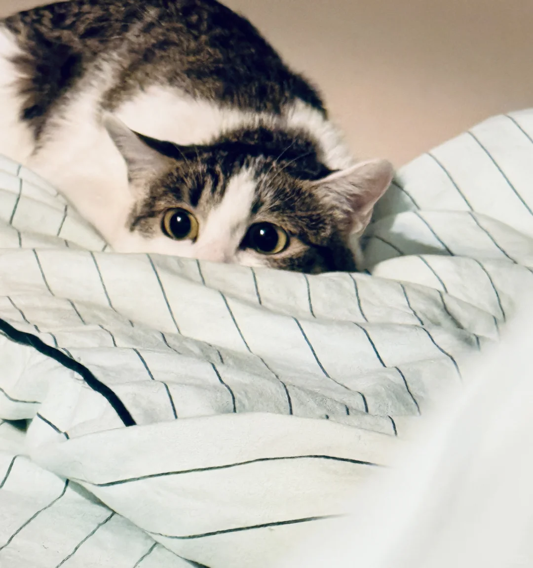 聘猫书～你是另一个世界的我，只希望你能健康