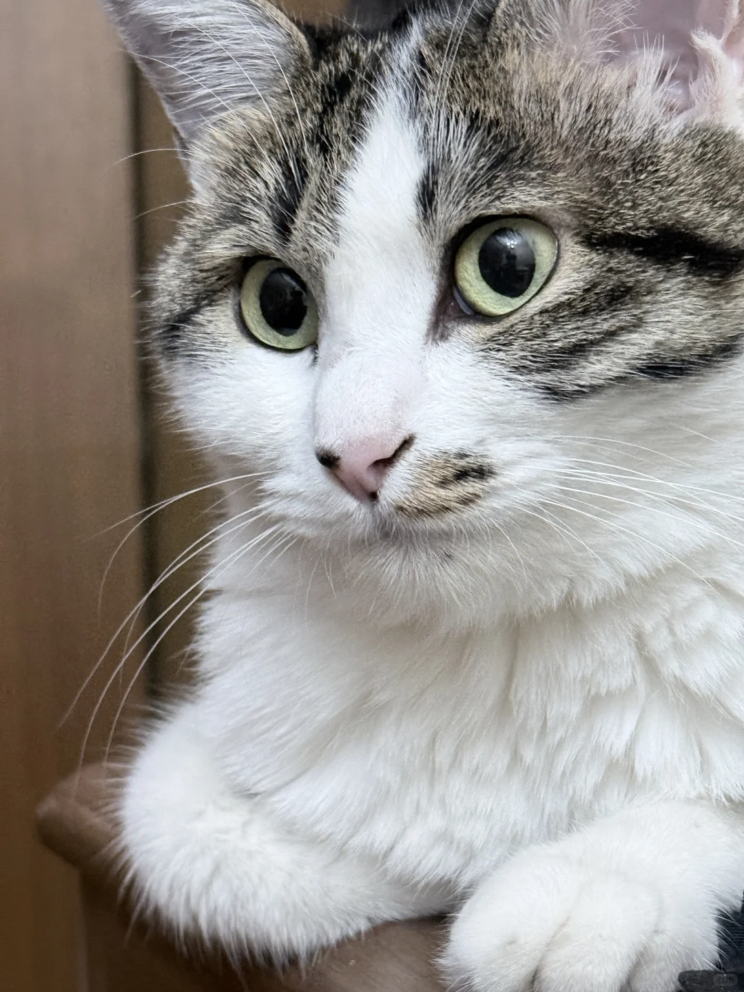 聘猫书～你是另一个世界的我，只希望你能健康