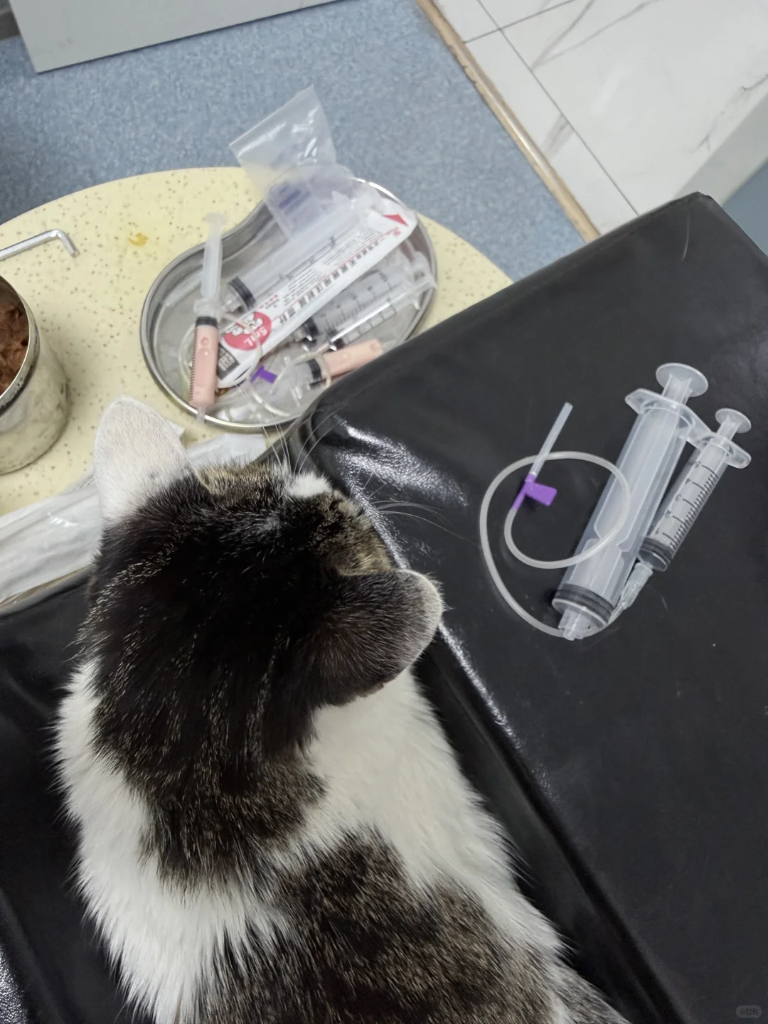 聘猫书～你是另一个世界的我，只希望你能健康