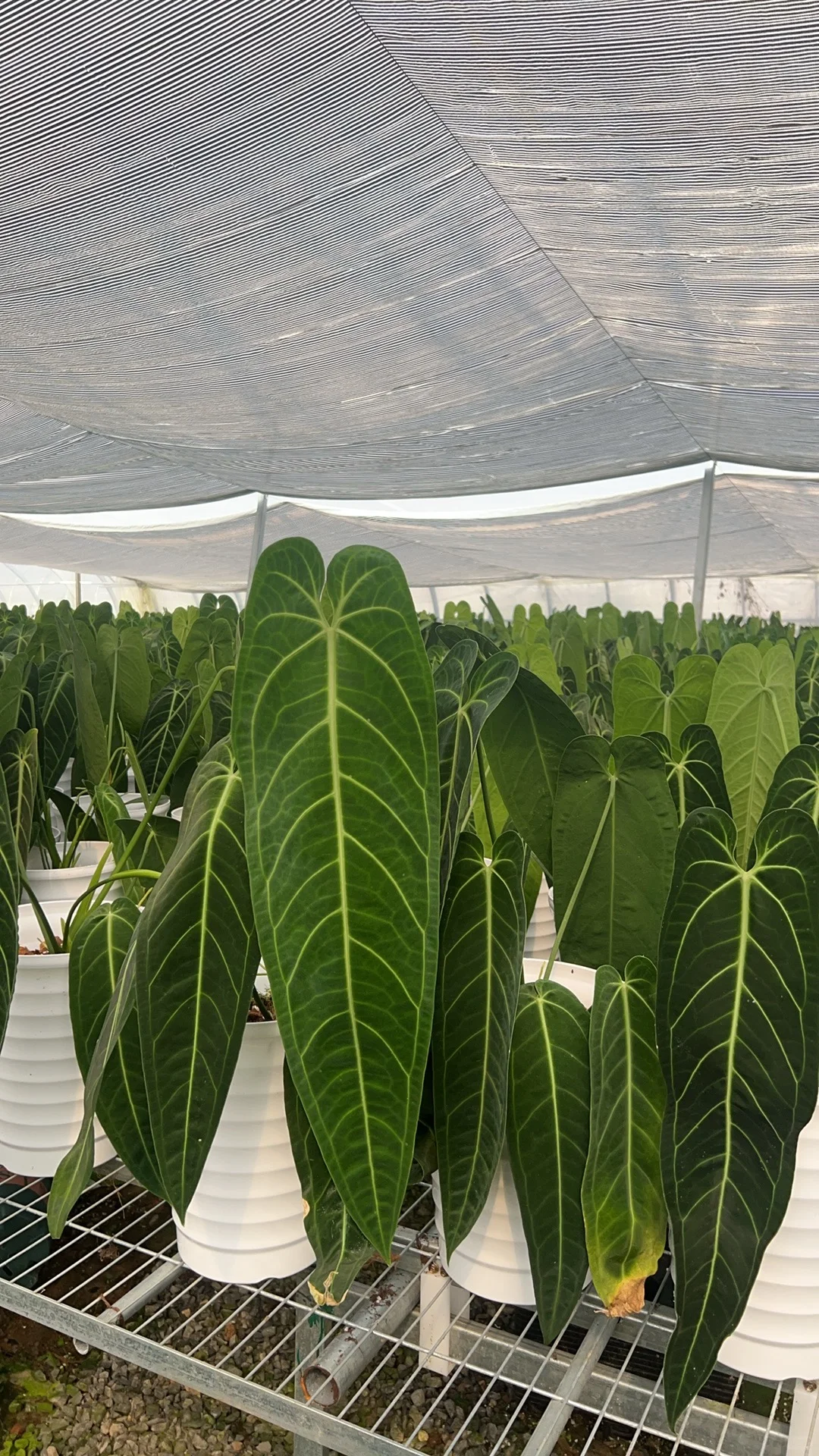 我们在招聘喜欢热植的你
