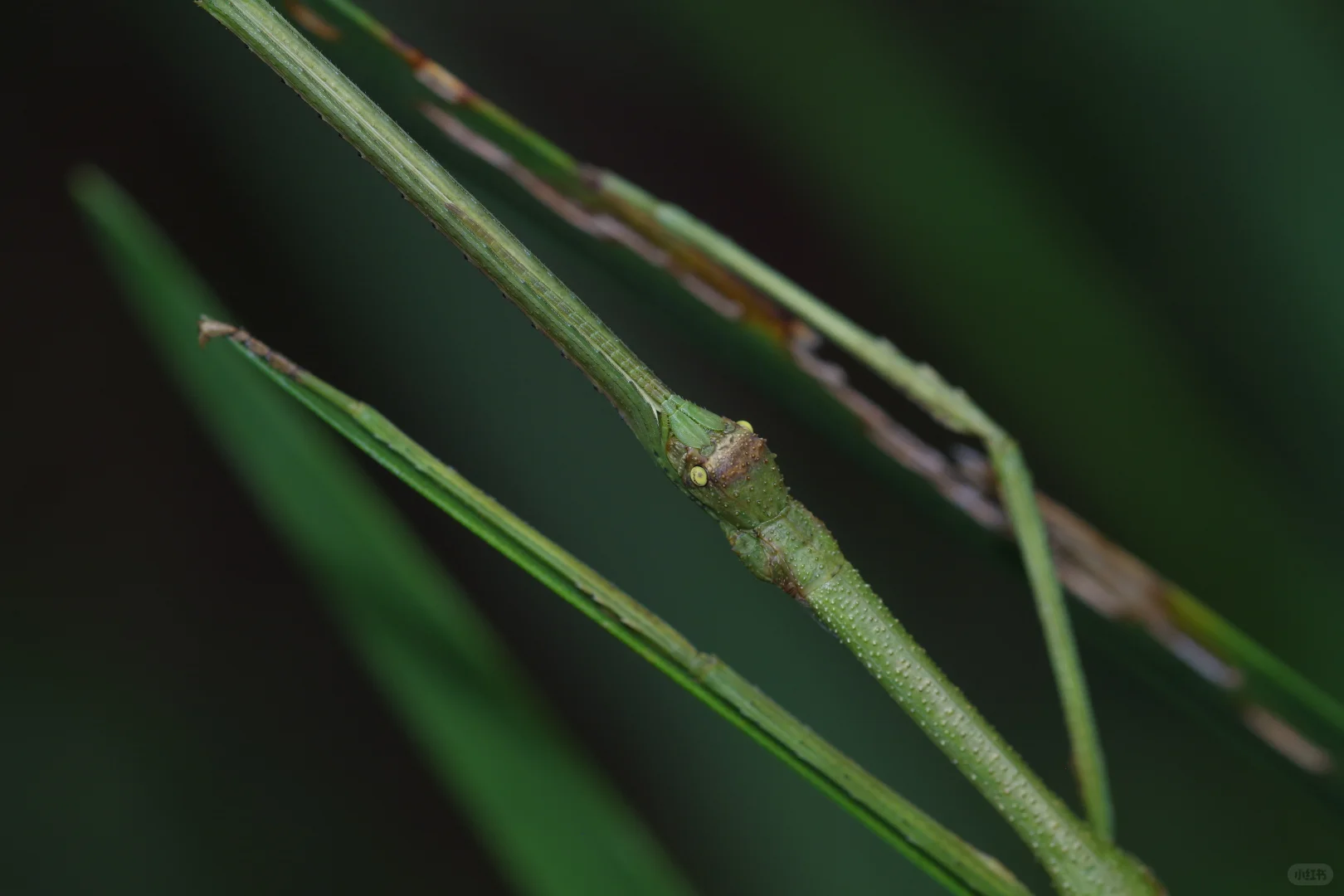 野外植物调查队员求招募！（我并非招聘者）