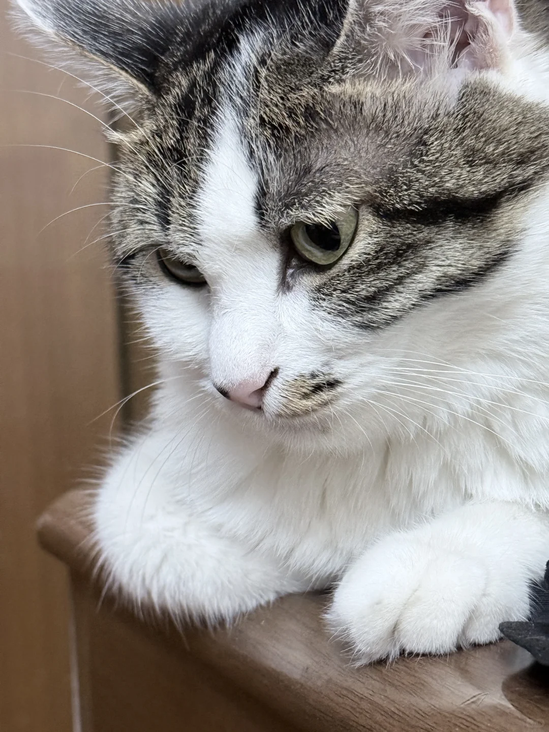 聘猫书～你是另一个世界的我，只希望你能健康
