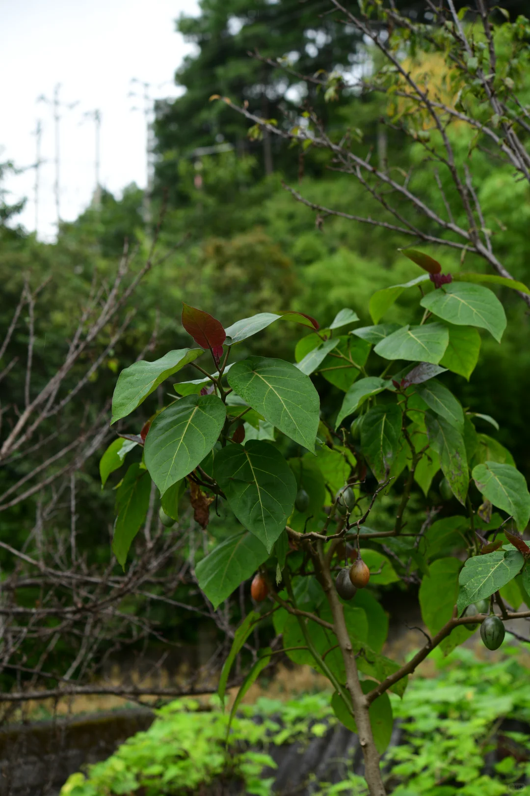野外植物调查队员求招募！（我并非招聘者）