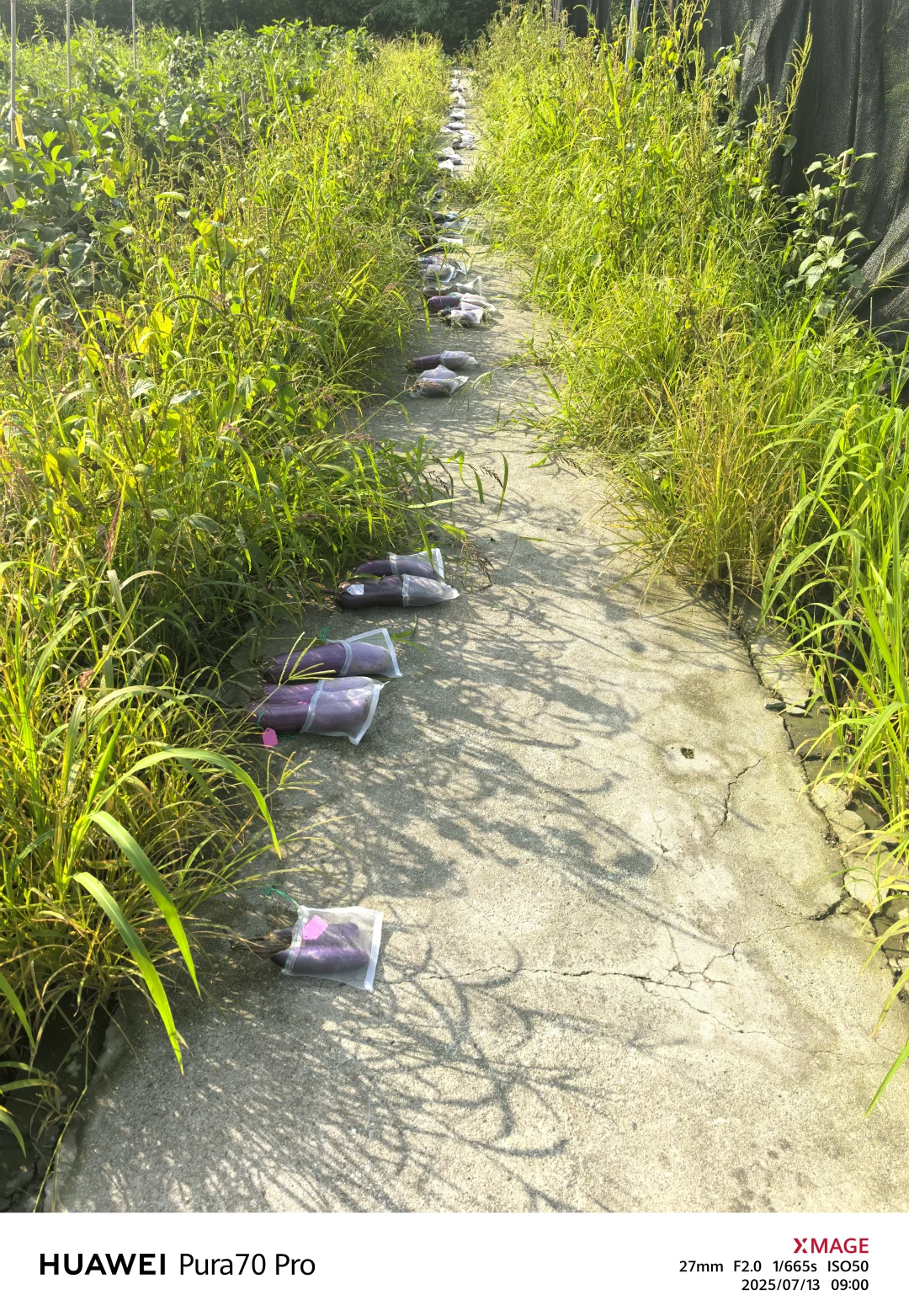 农科院＝农村