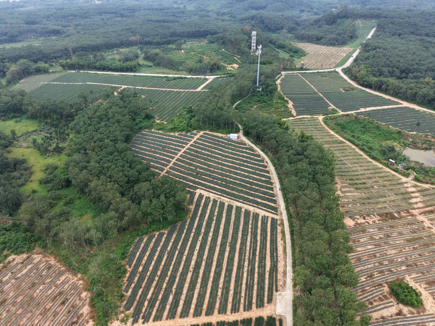 科技富能新农业无人机航拍凤梨产业升级
