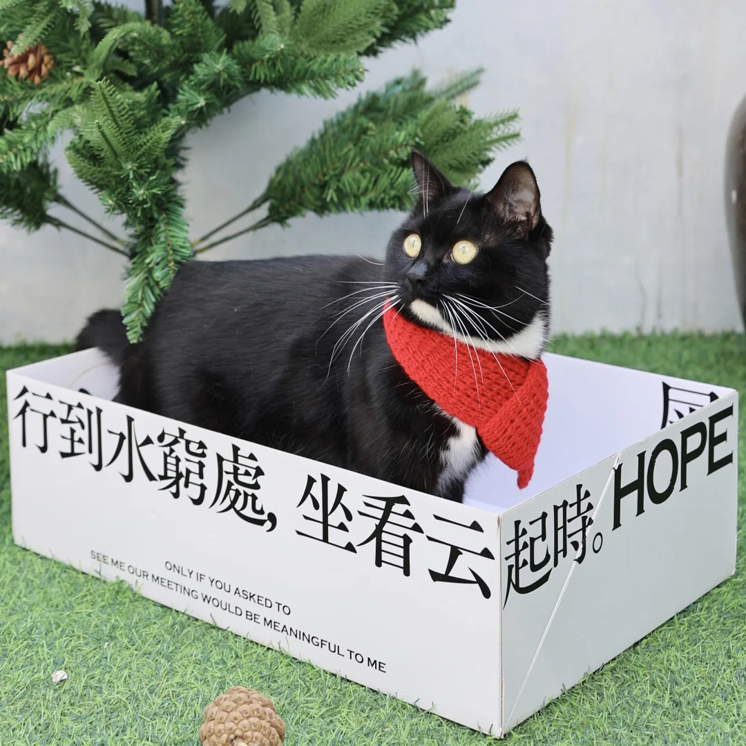 🐈聘猫之礼｜一场给猫主子的千年仪式✨