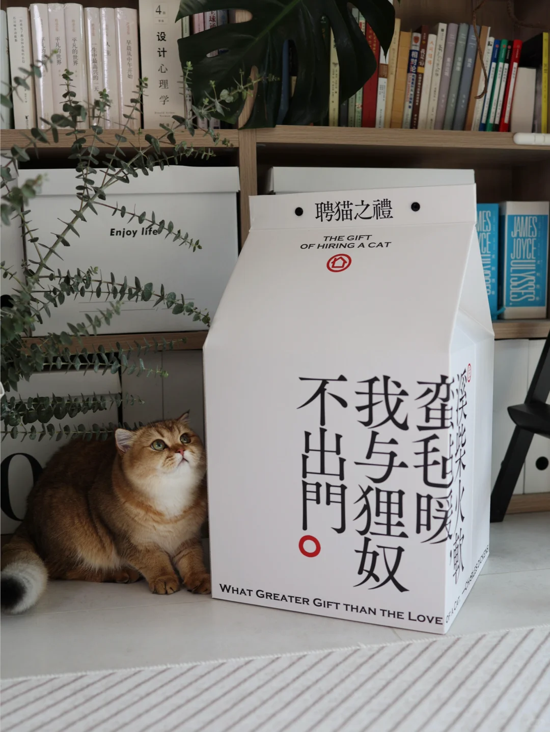 🐈聘猫之礼｜一场给猫主子的千年仪式✨