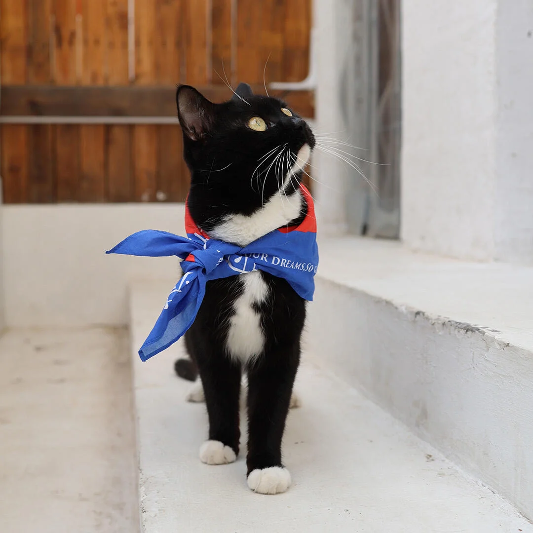 🐈聘猫之礼｜一场给猫主子的千年仪式✨