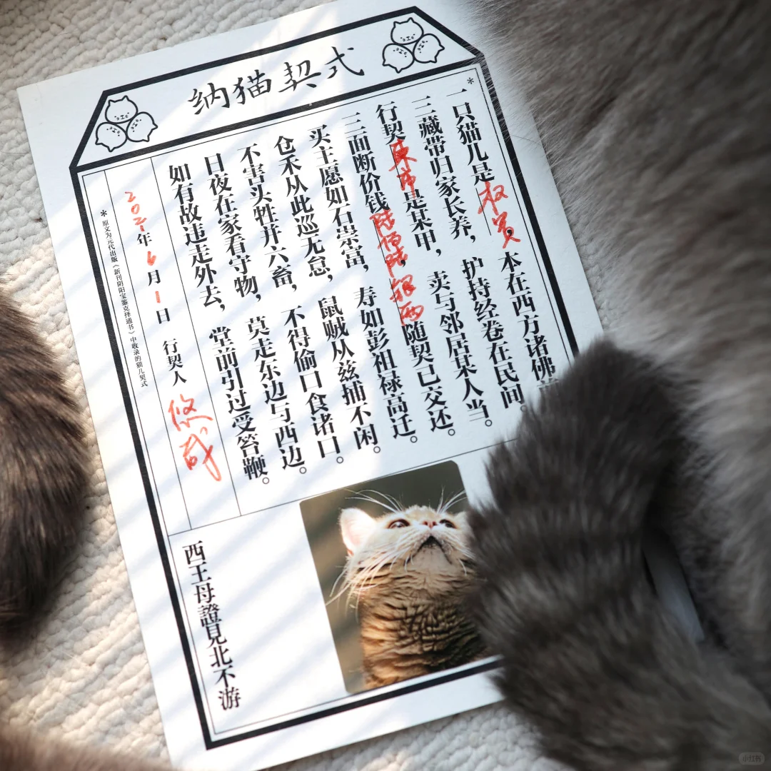🐈聘猫之礼｜一场给猫主子的千年仪式✨