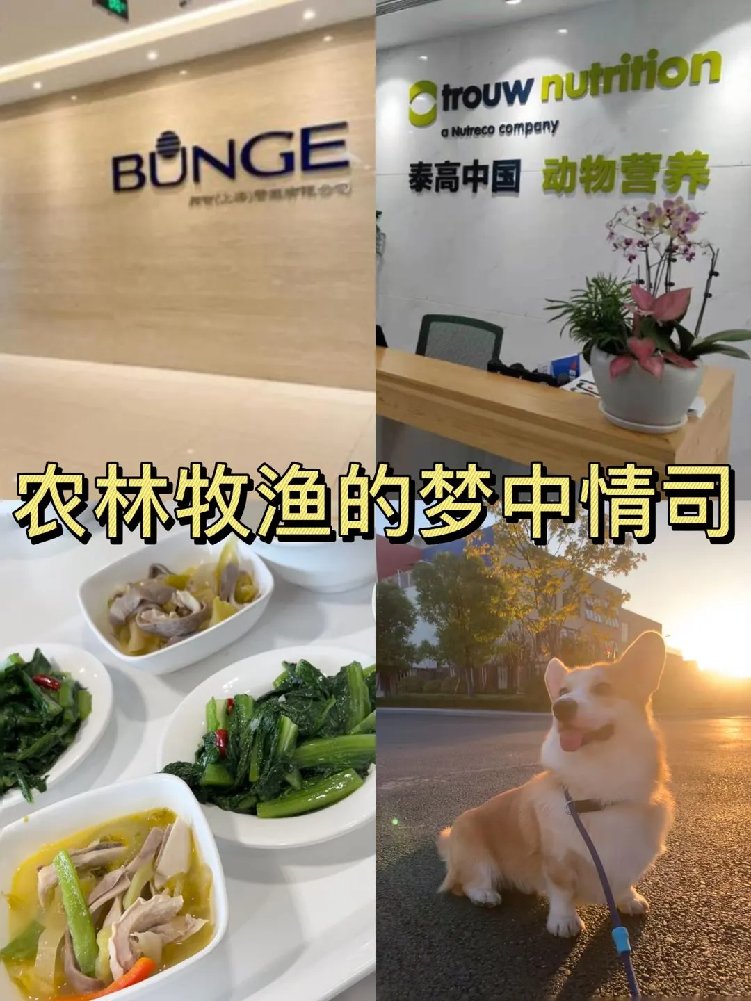 农林牧渔专业的可以投的外企