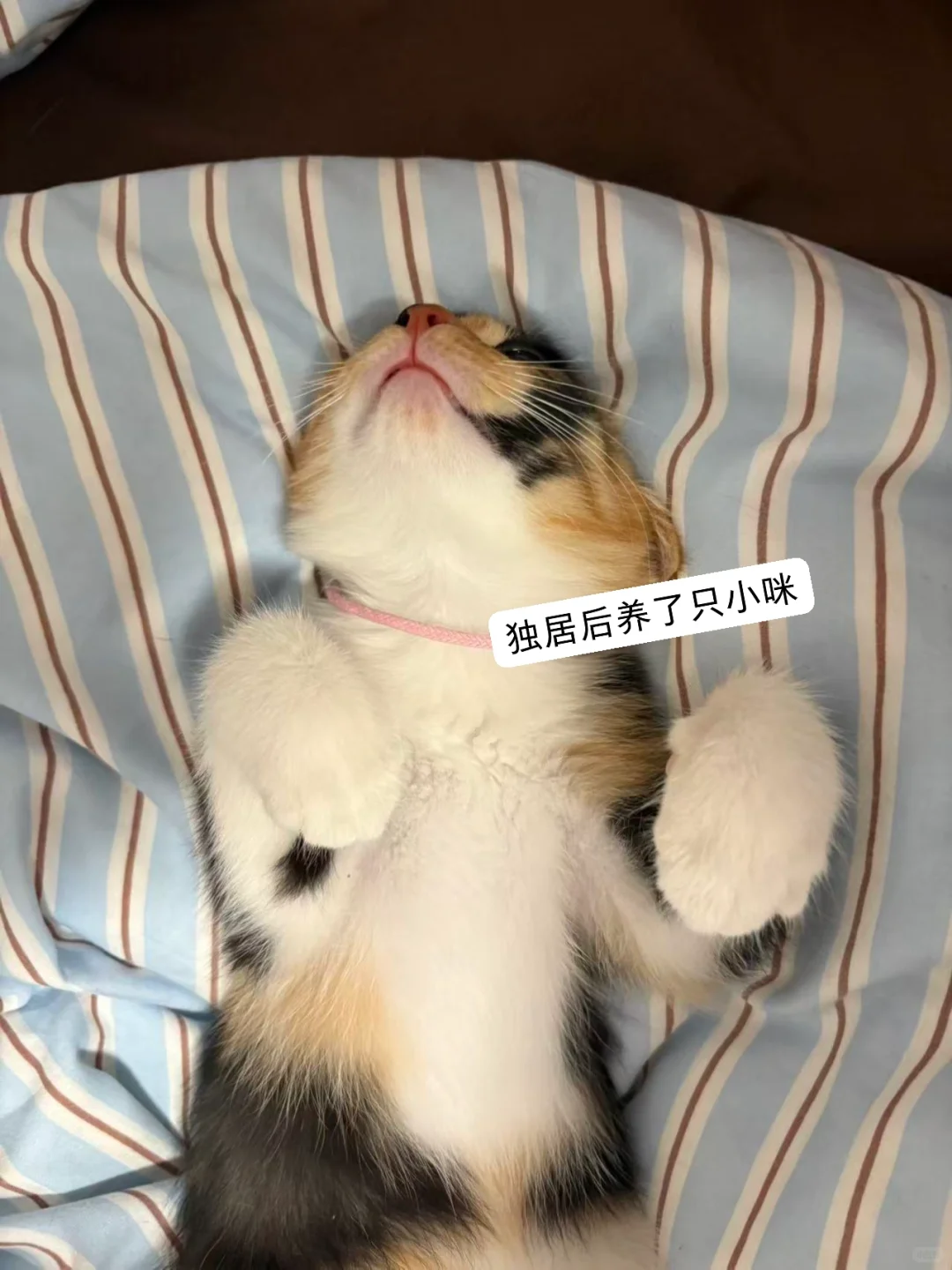 曾让我怀疑的聘任制，竟让我过上了理想生活