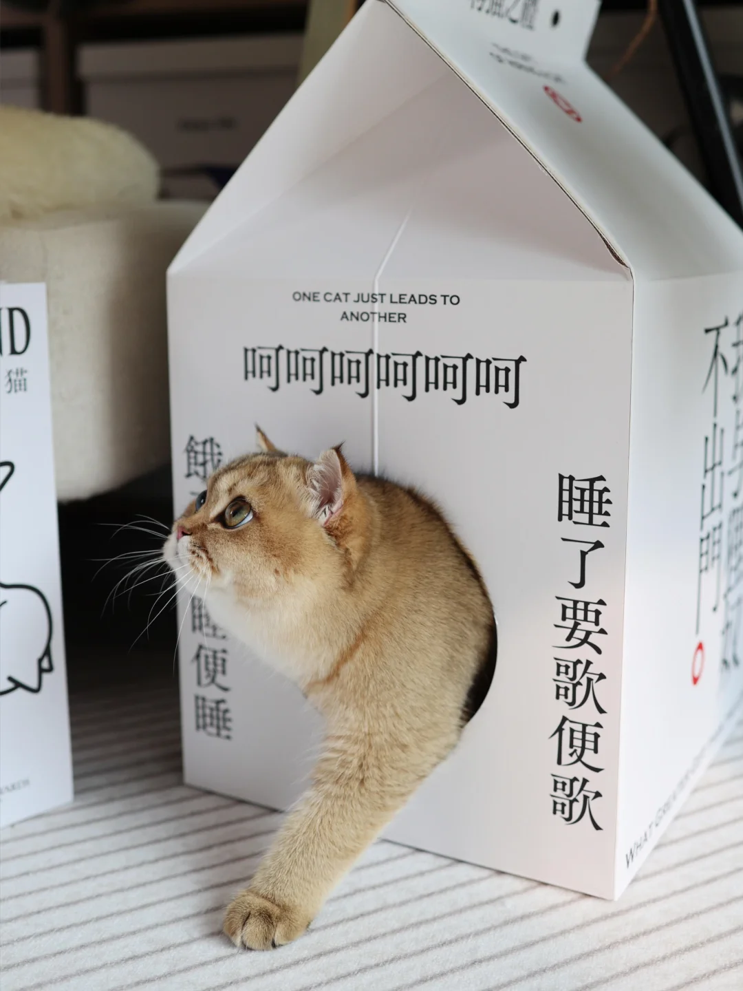 🐈聘猫之礼｜一场给猫主子的千年仪式✨