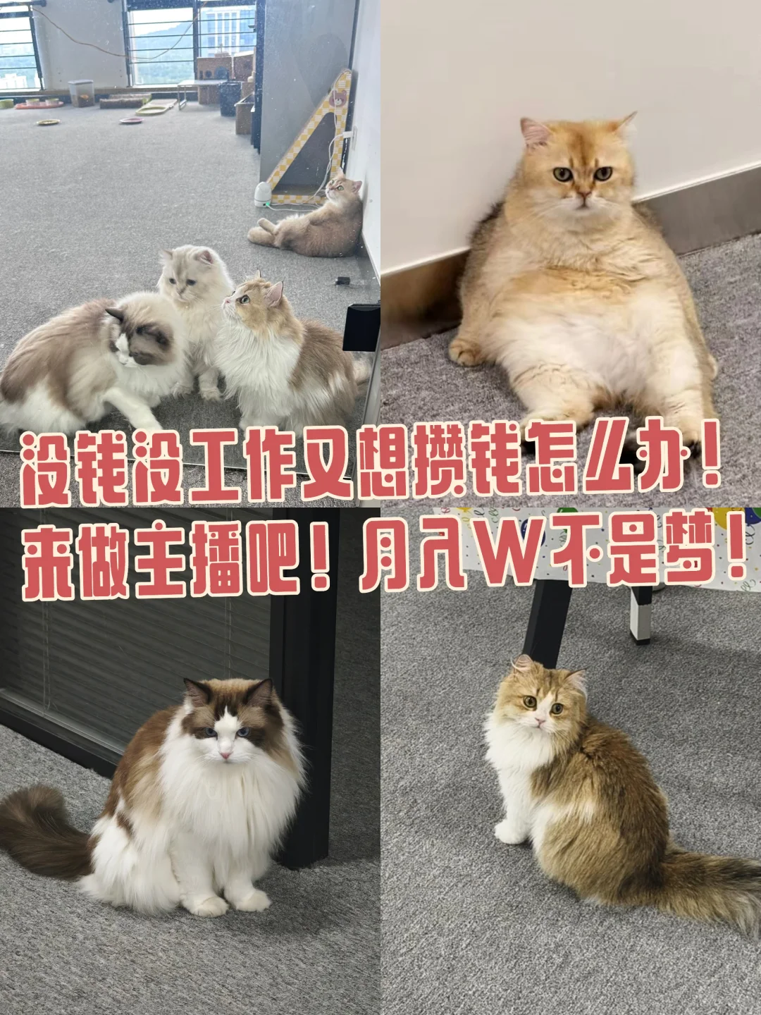 包河区神仙工作！保底6000➕