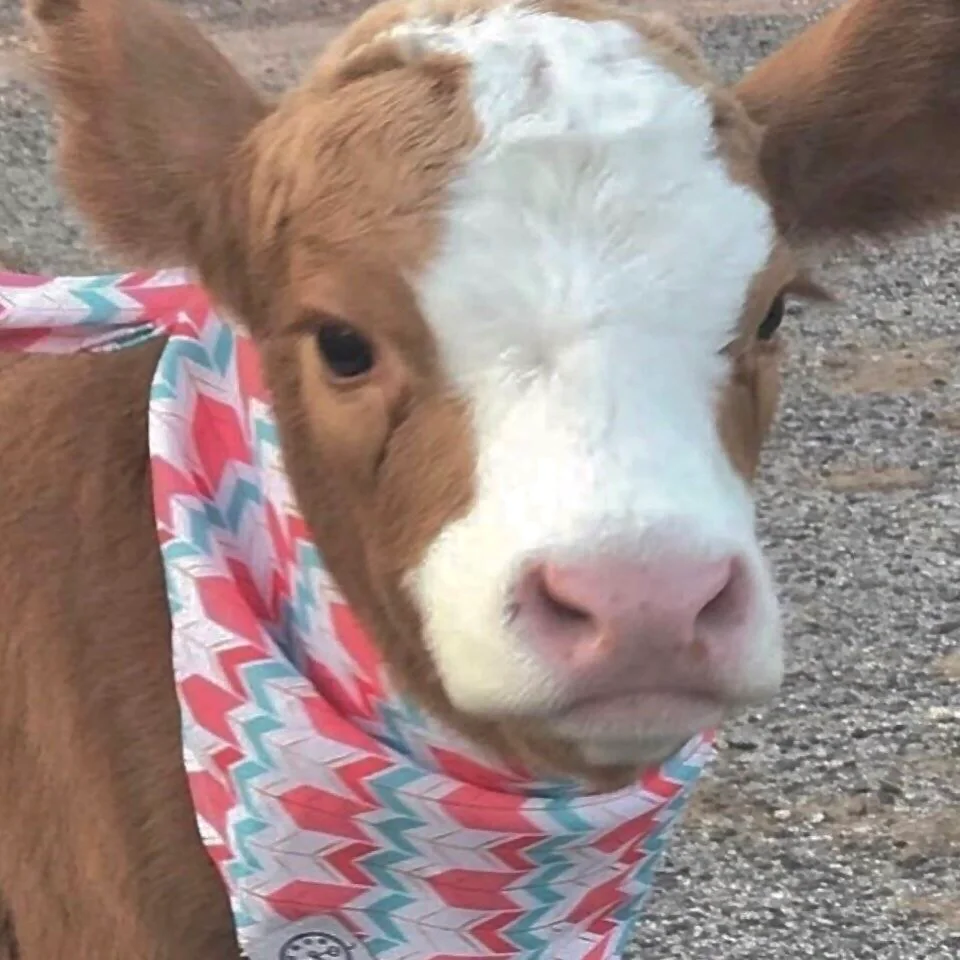 中国人寿校招提问🙋