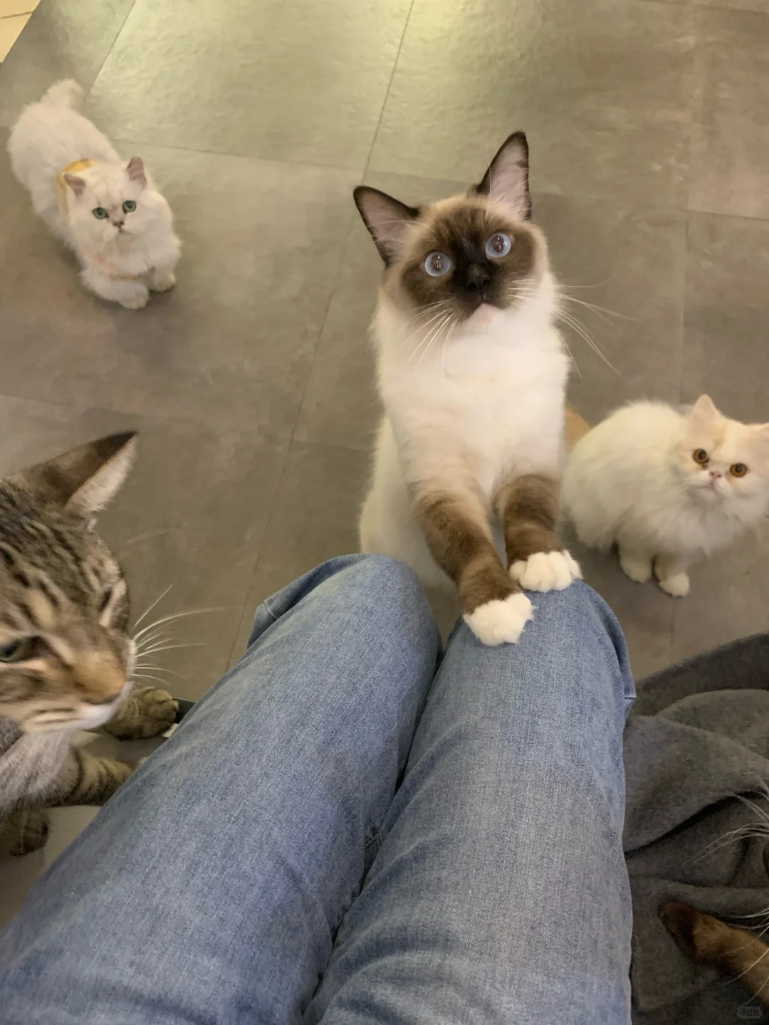 猫咖兼职110天