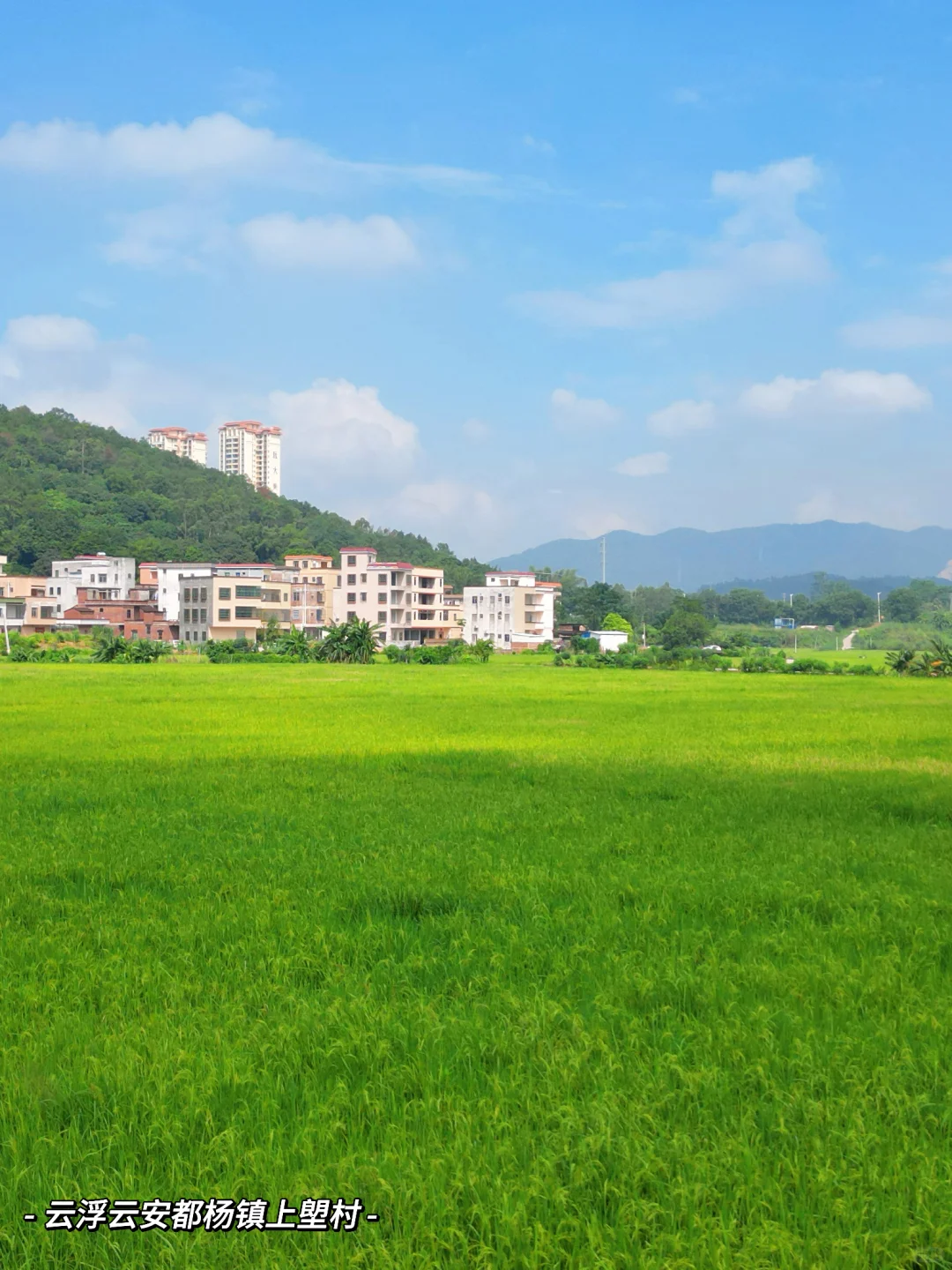 回云浮的村里看看稻田吧🌾