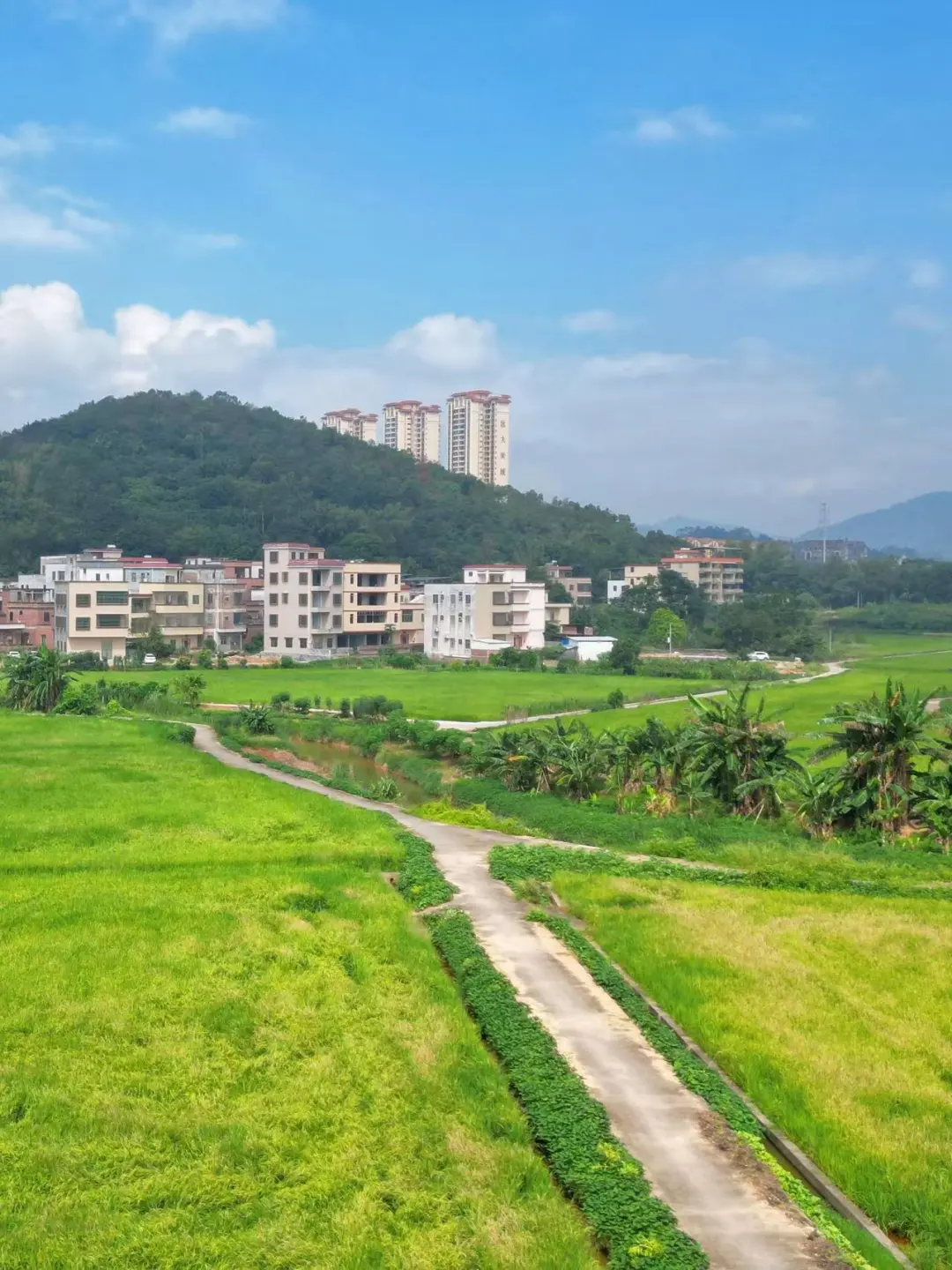 回云浮的村里看看稻田吧🌾