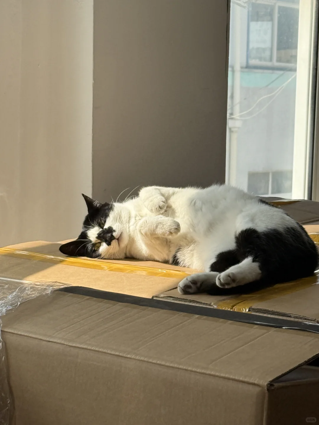 招聘电商客服 可免费撸猫哦🐈