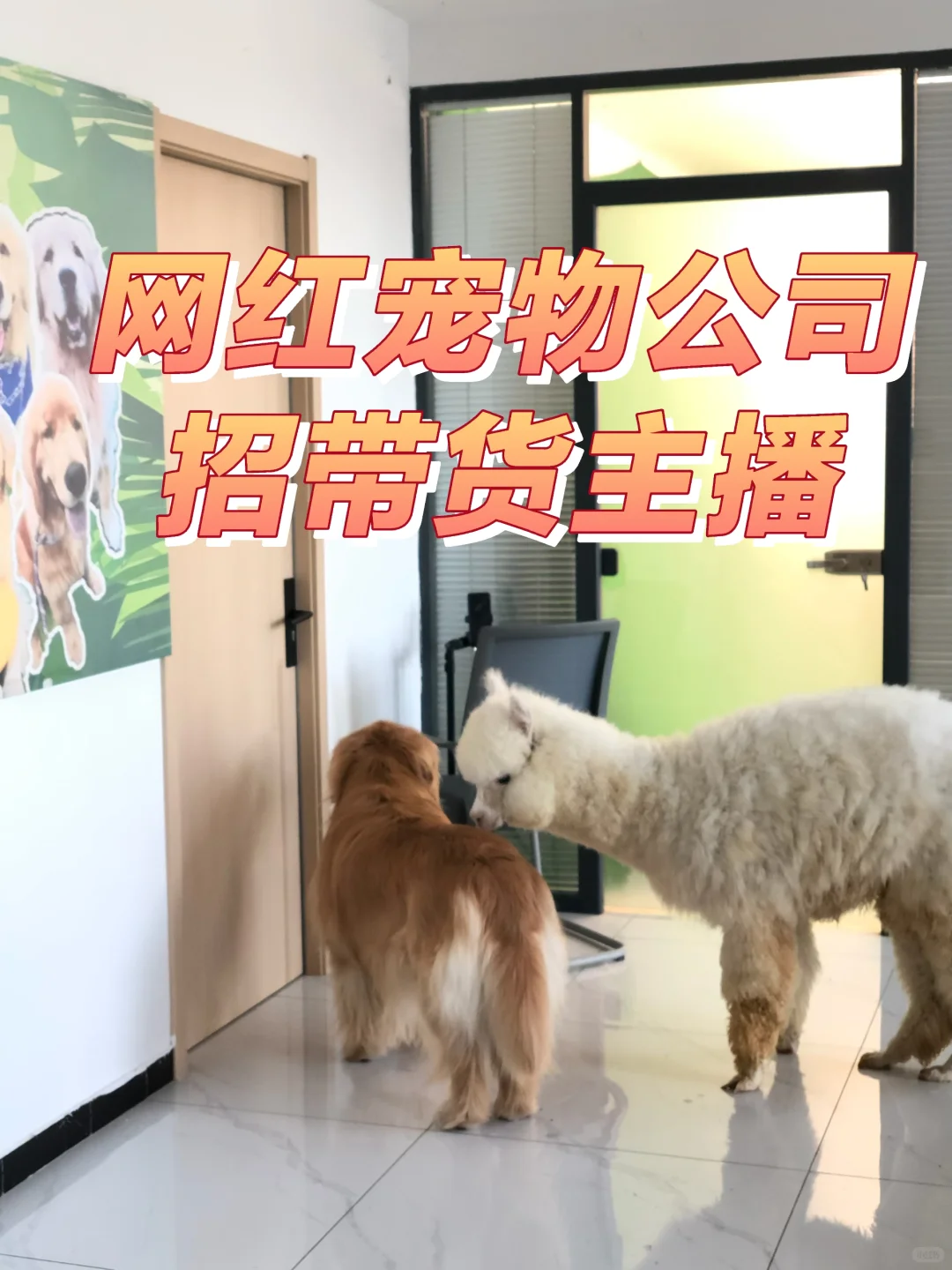 郑州中原区｜招带货主播