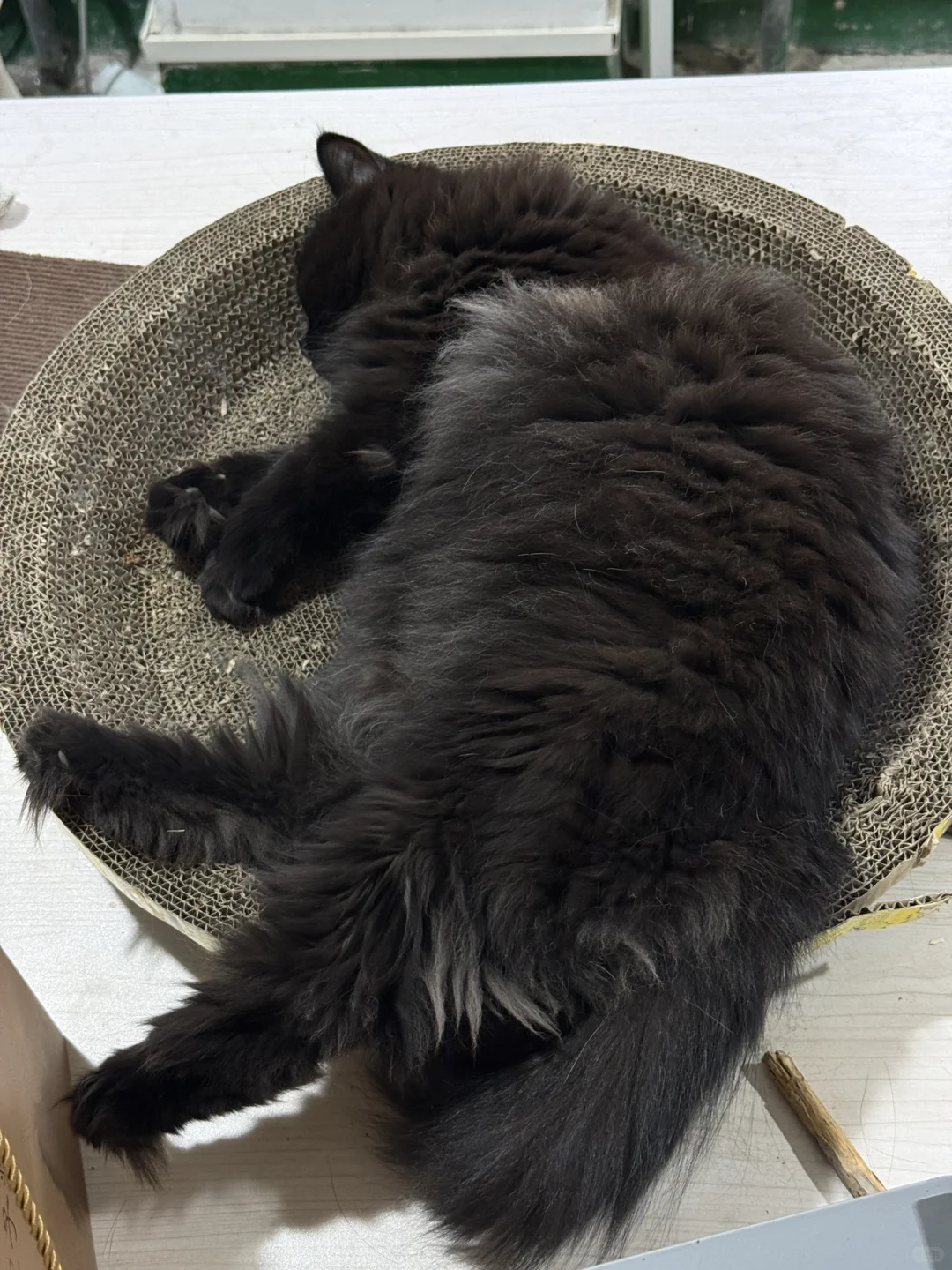 招聘电商客服 可免费撸猫哦🐈