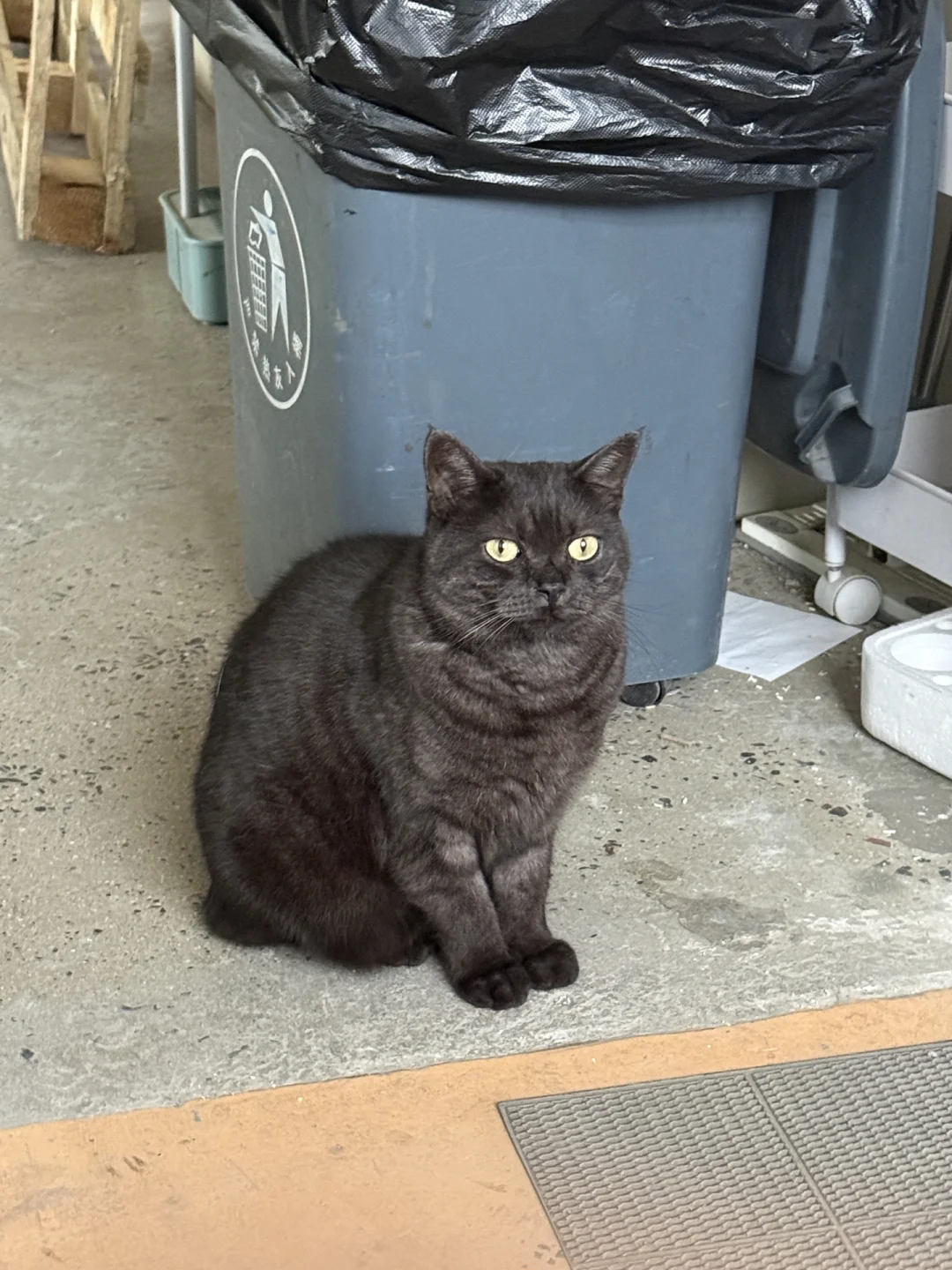 招聘电商客服 可免费撸猫哦🐈