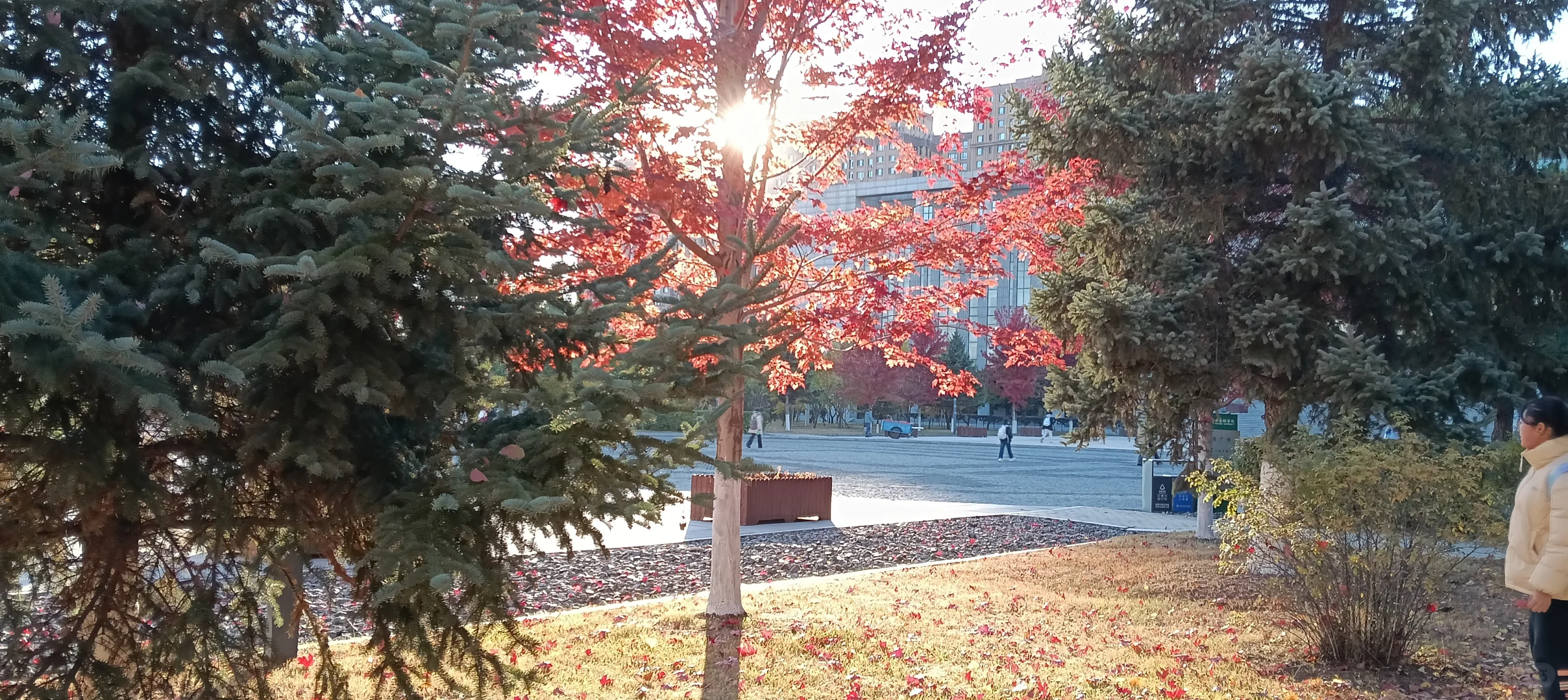 哈尔滨松北区要小学老师。