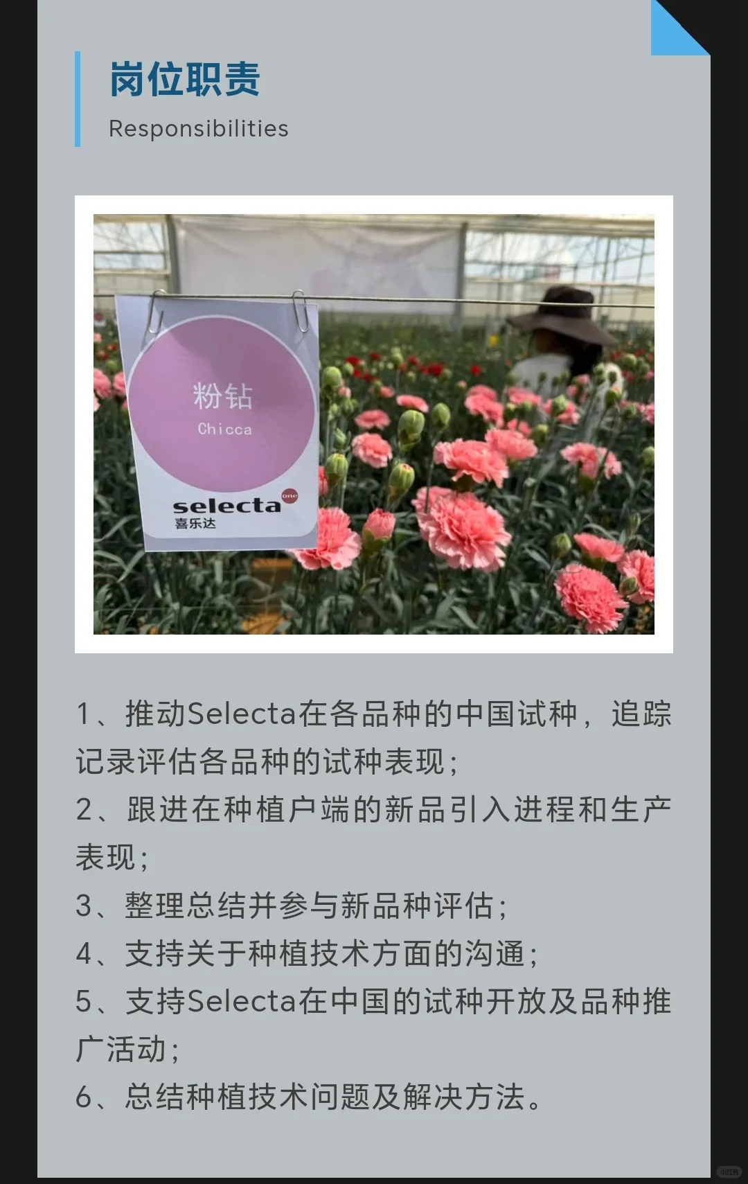 求职信息｜花卉外企•喜乐达招聘